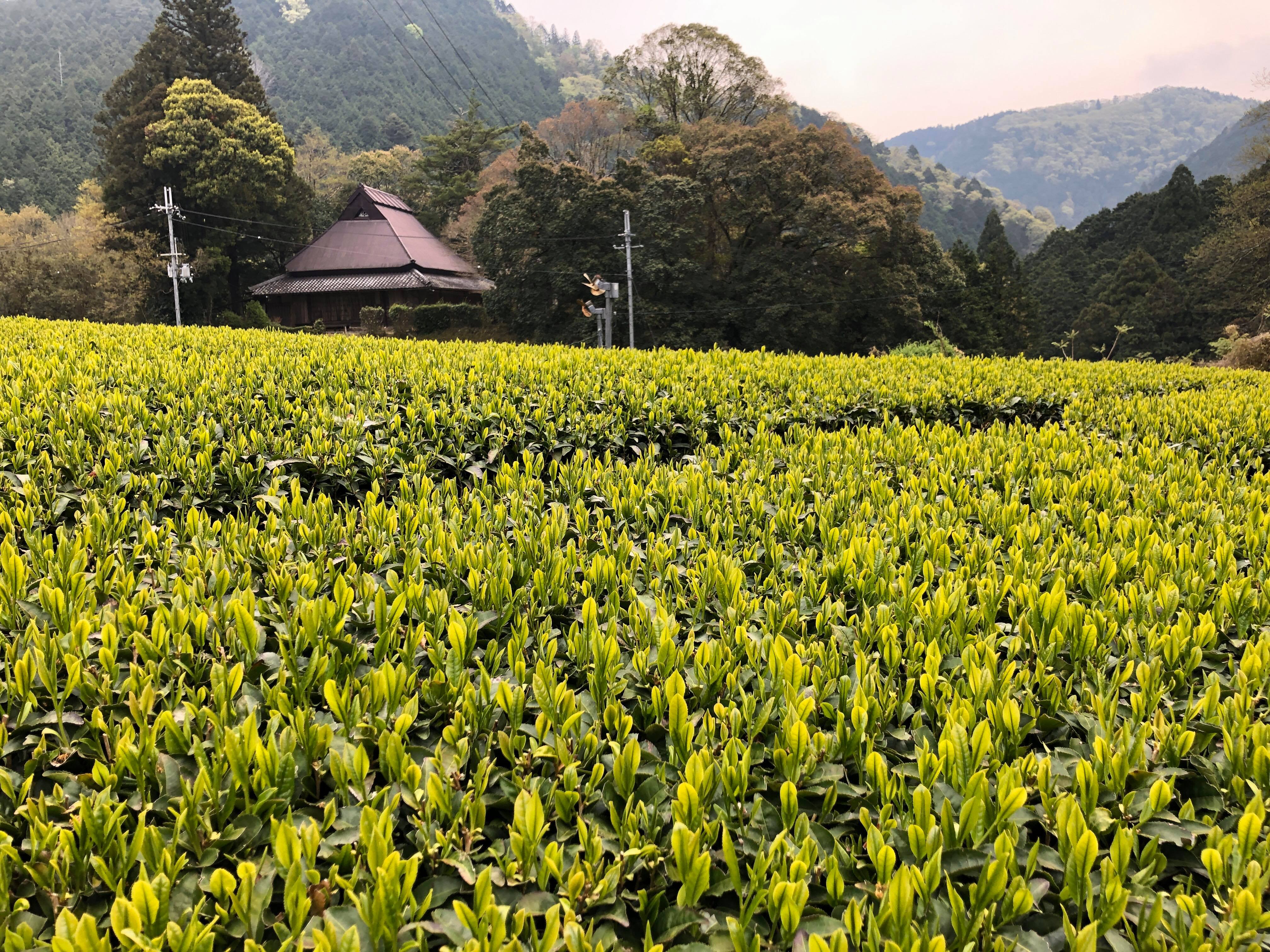Sencha de Shiga, Asamiya, Zairai