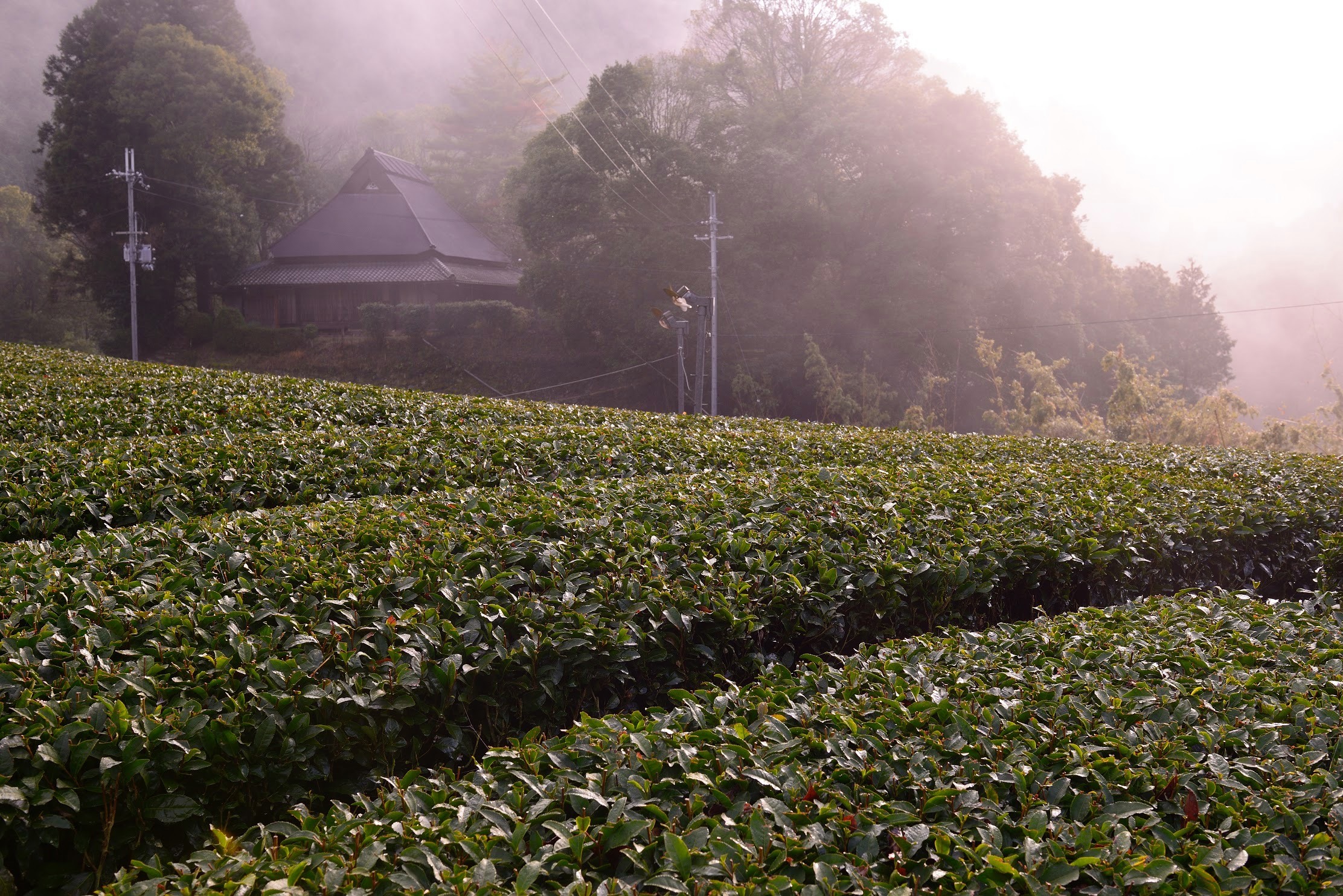 Genmaicha de Shiga, Asamiya, cultivar Yabukita