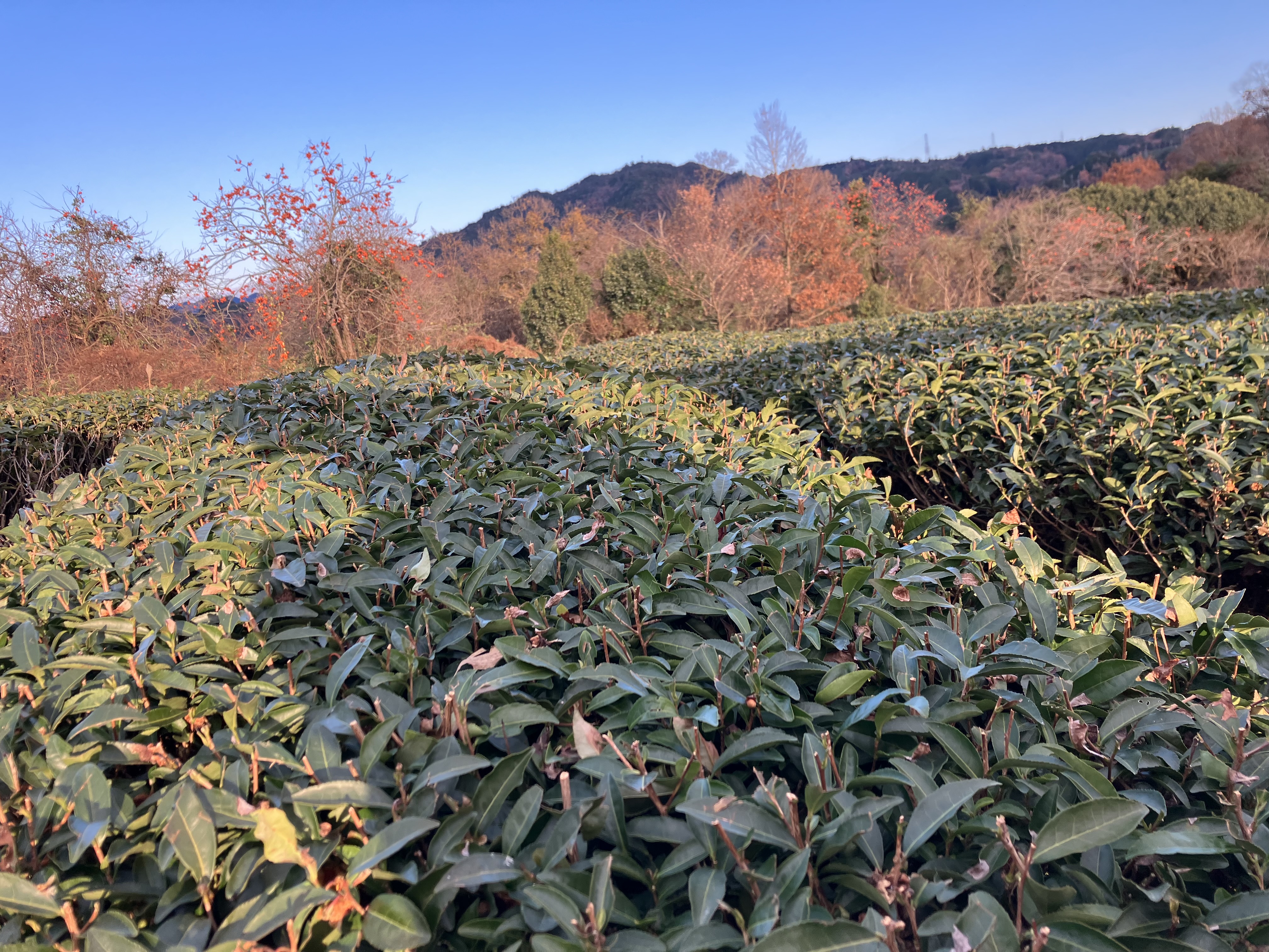 Sencha maturé 2022 de Kyôto, Kamo, cultivar Yabukita