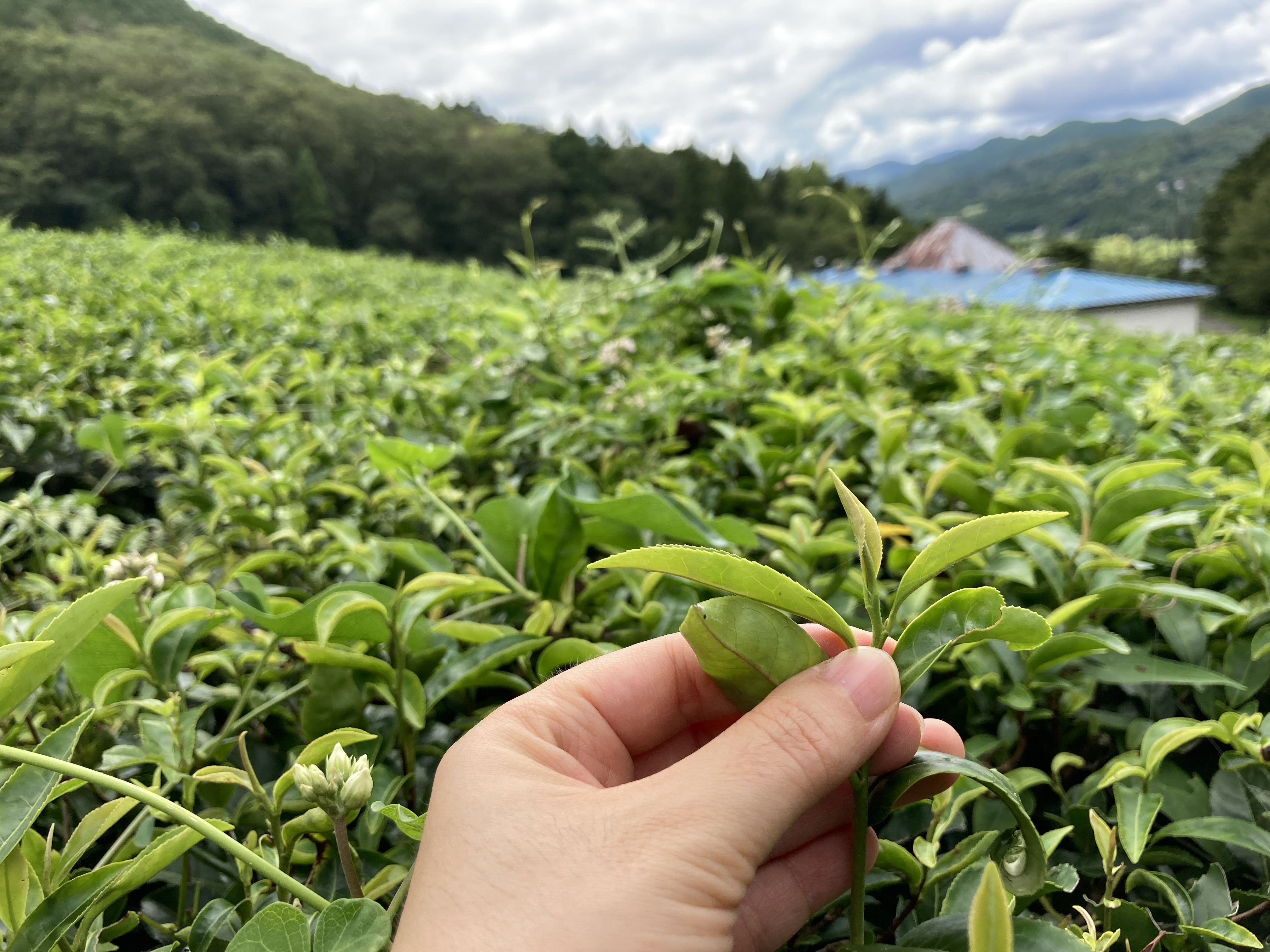 Thé noir de Hyôgo, Kamikawa, cultivar Yabukita