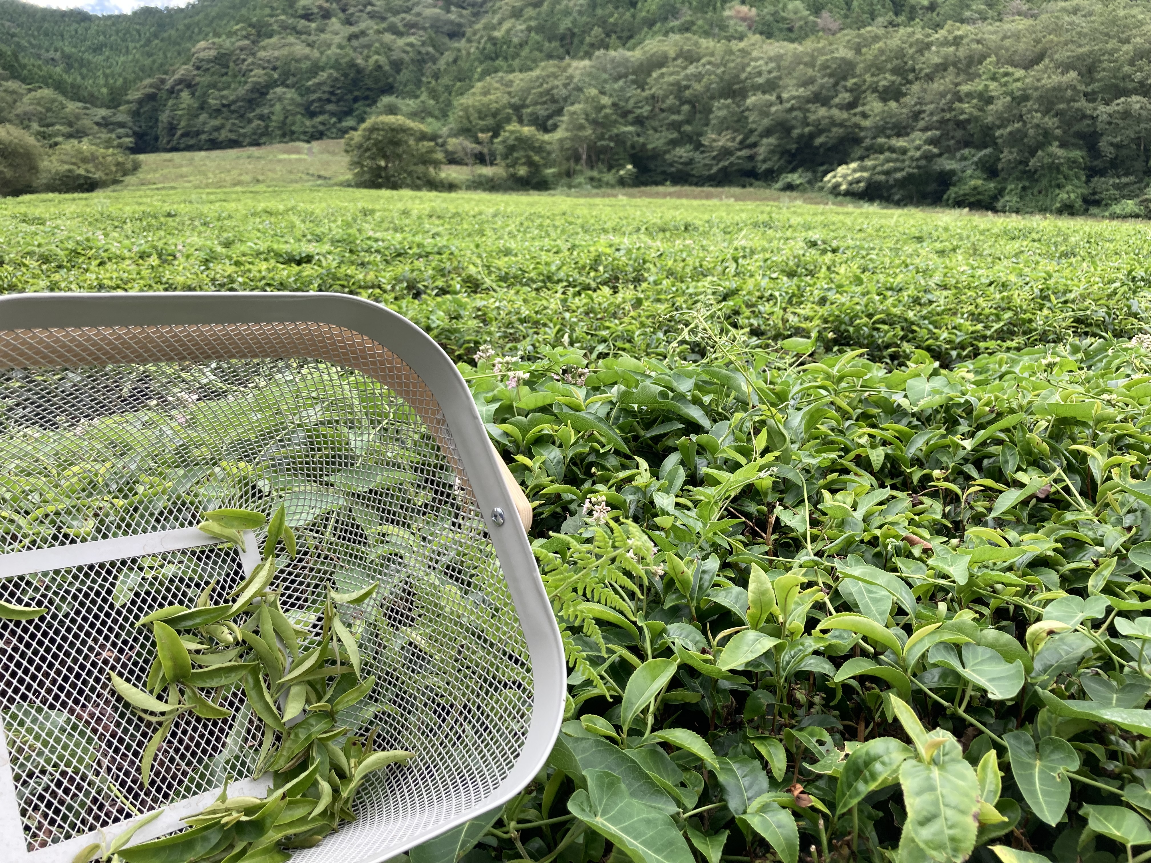 Sencha de Hyôgo, Kamikawa, cultivar Yabukita