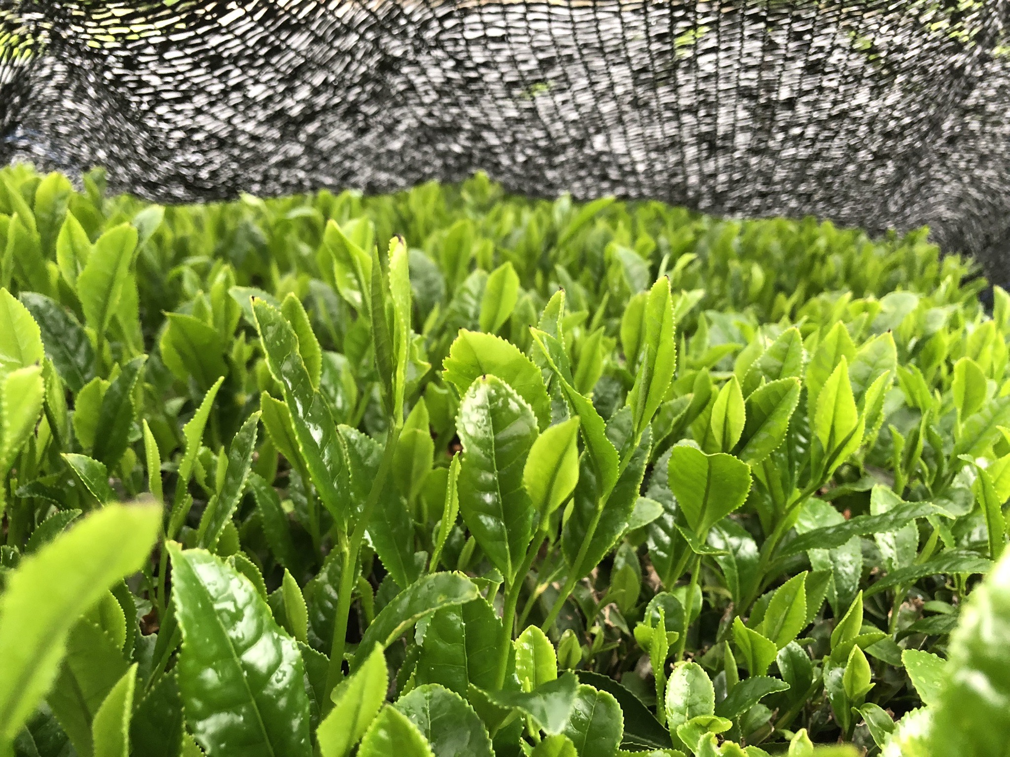 Kabuse de Shizuoka, Honyama, cultivar Okumidori