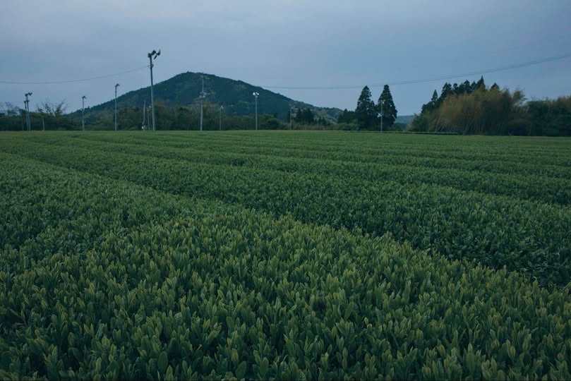 Hanzucha de Kagoshima, Satsuma, Blend