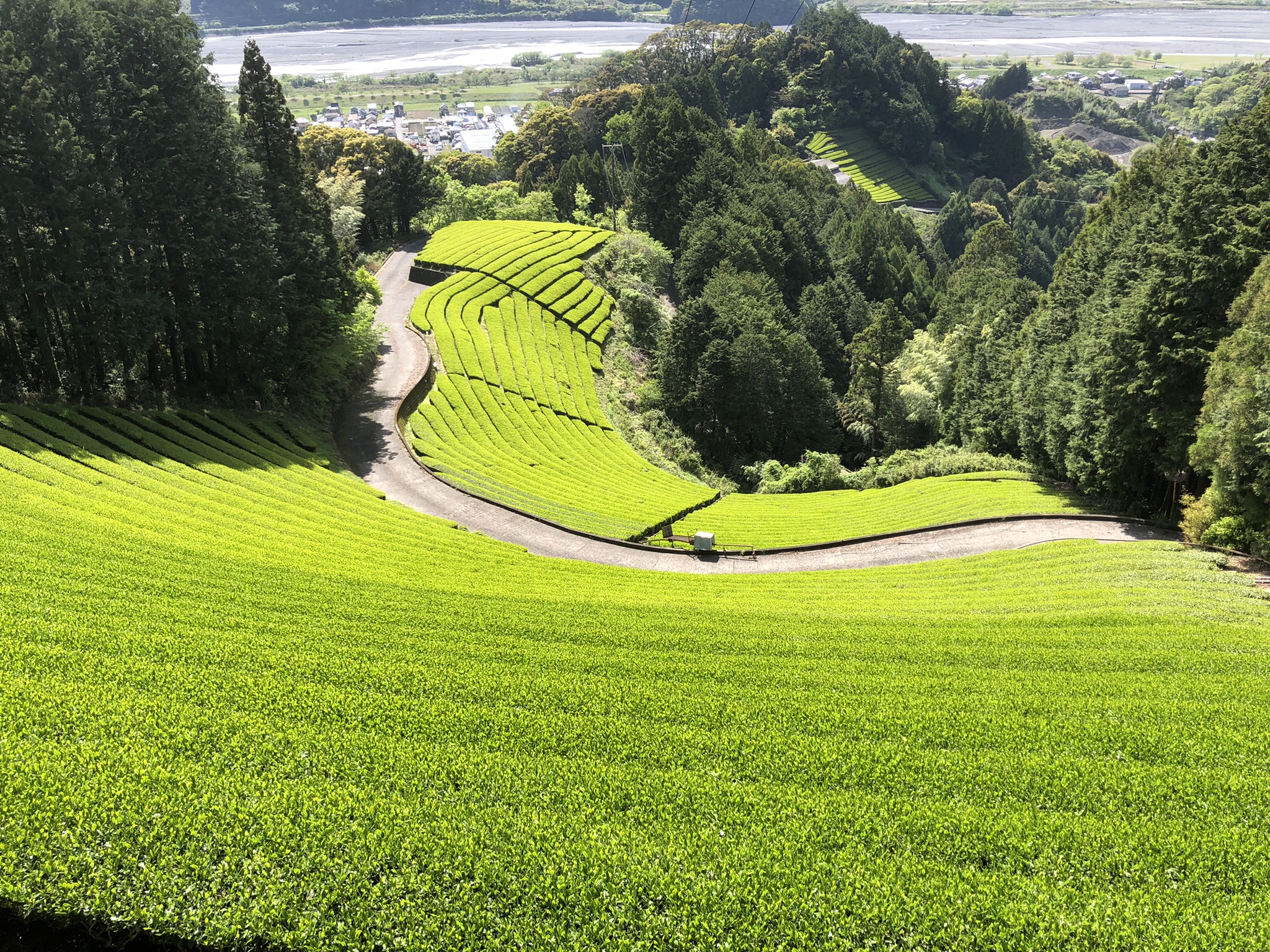 Genmaicha de Shizuoka, Honyama, cultivar Yabukita