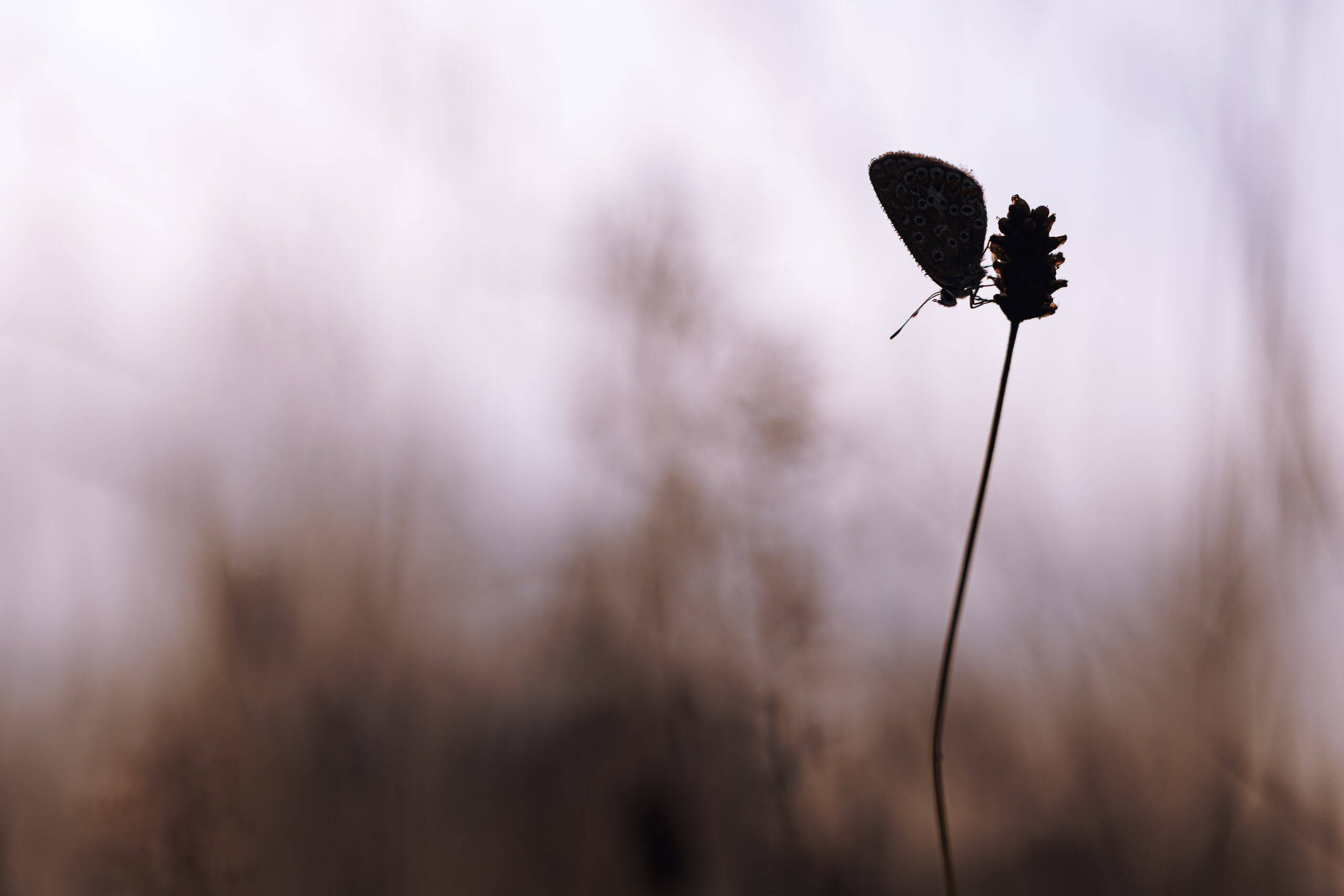 Un jour un papillon (dimensions à choisir)