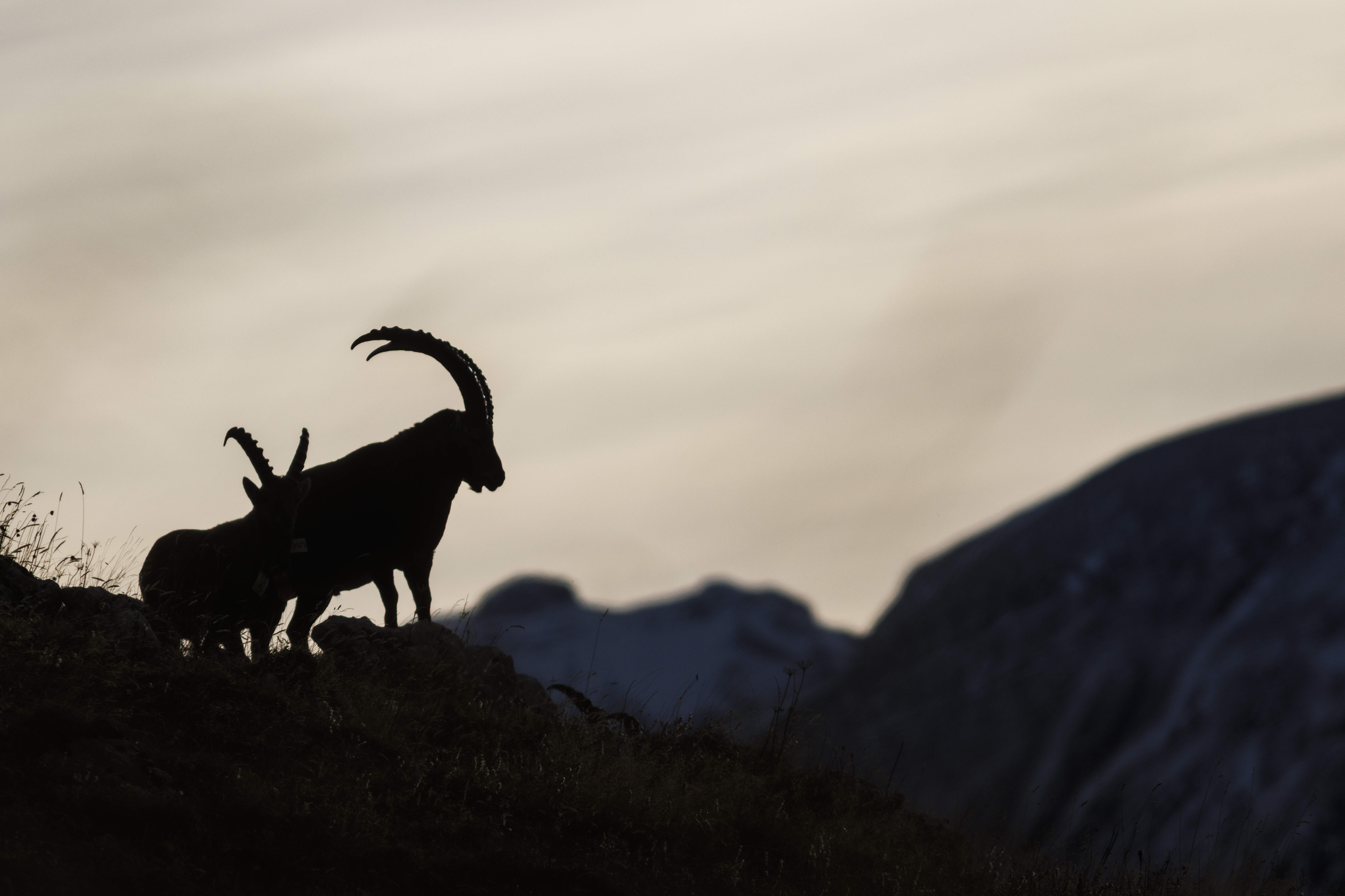 Silhouettes des cimes (dimensions à choisir)