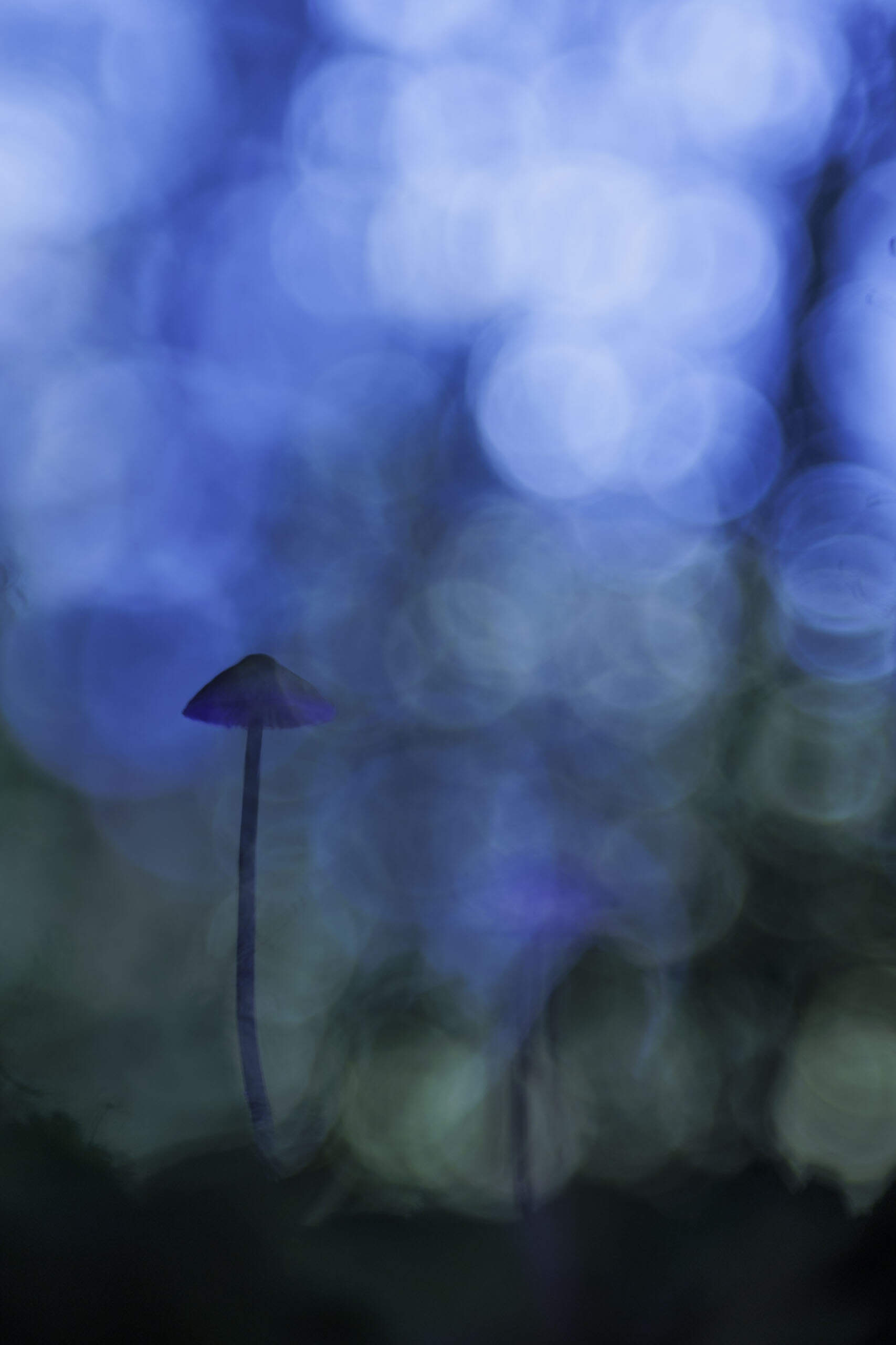 Hallucination (dimensions à choisir)