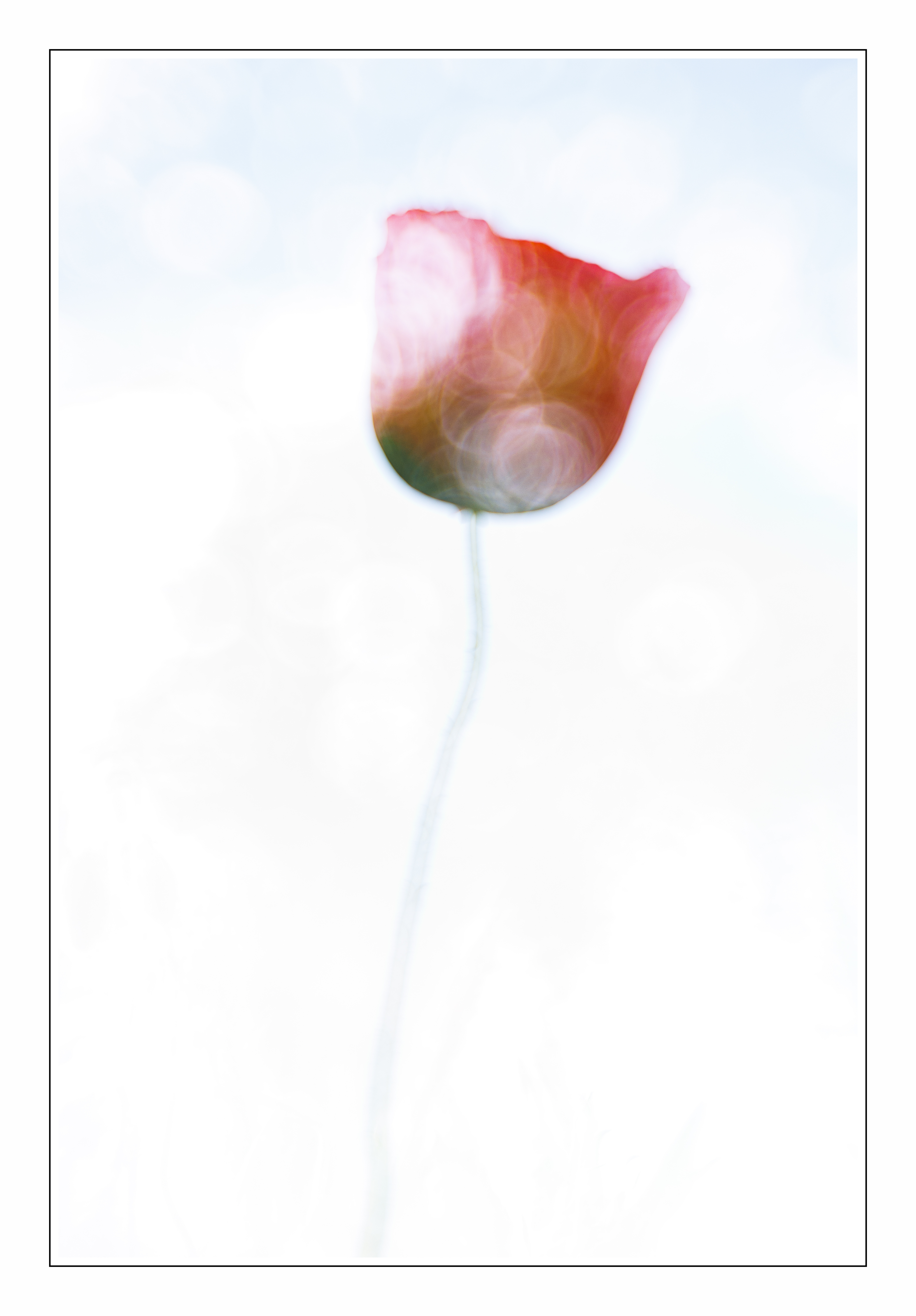 Un jour un coquelicot (dimensions à choisir)