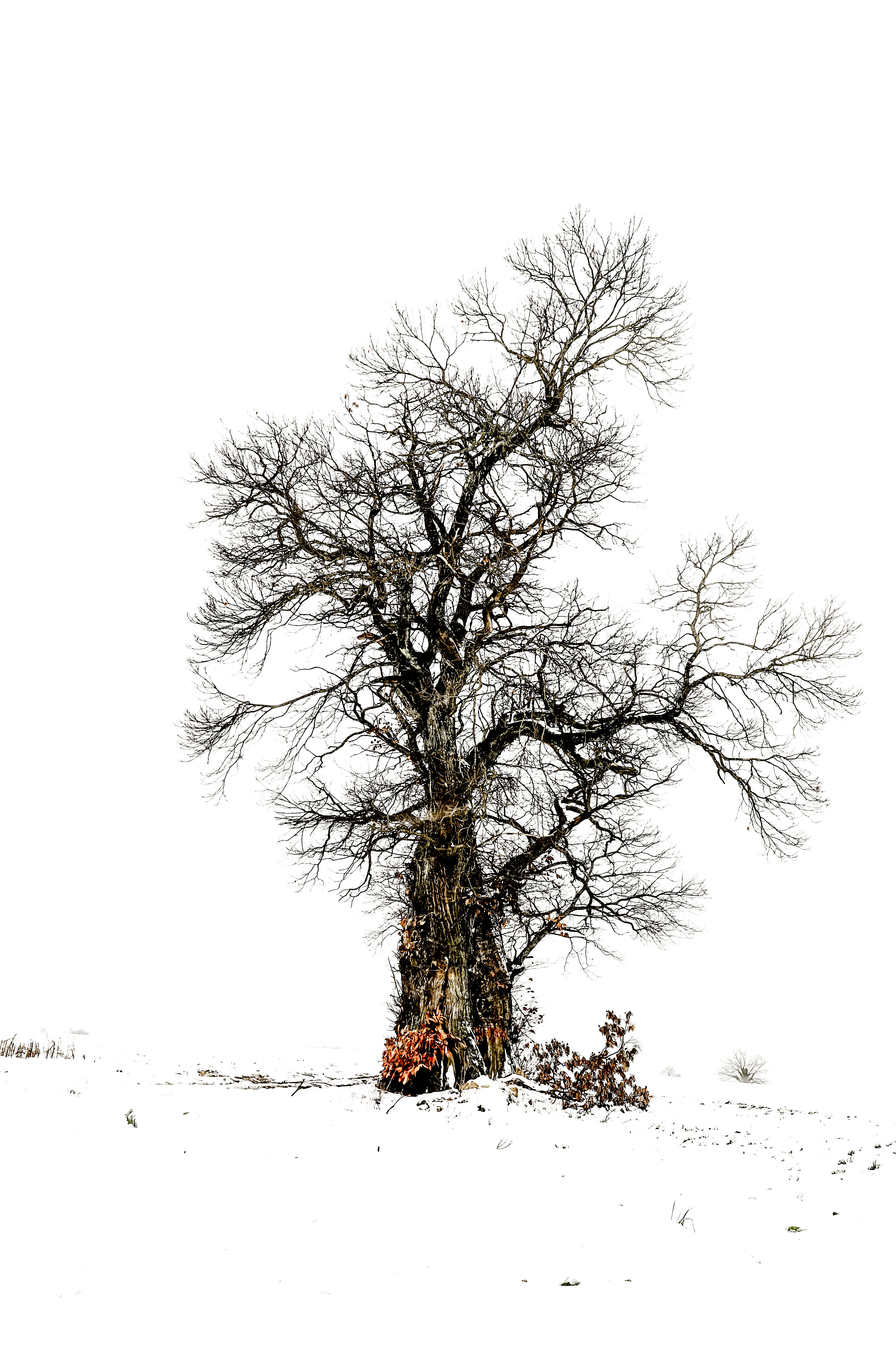 Géant d'hiver (dimensions à choisir)