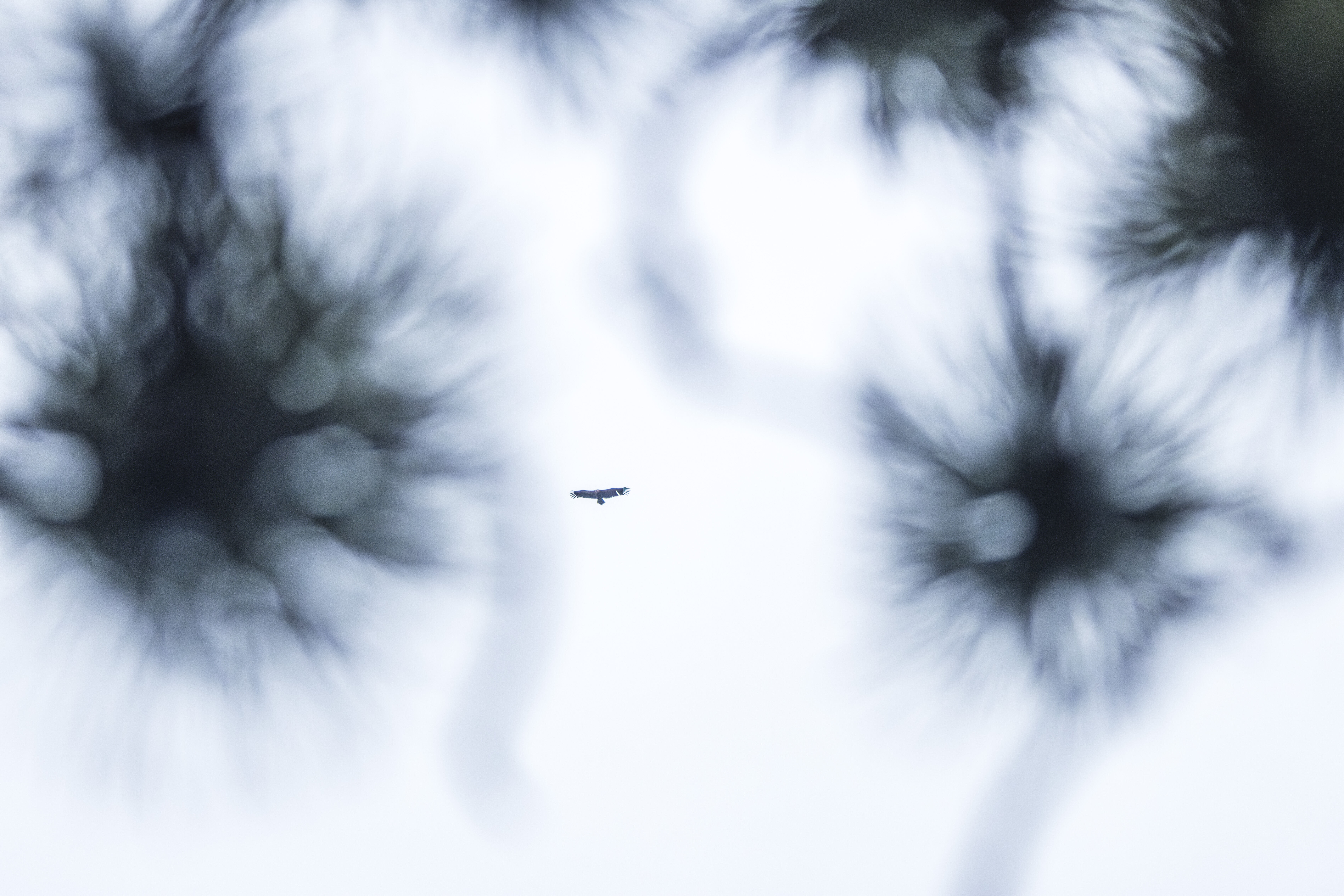 Planeur (dimensions à choisir)