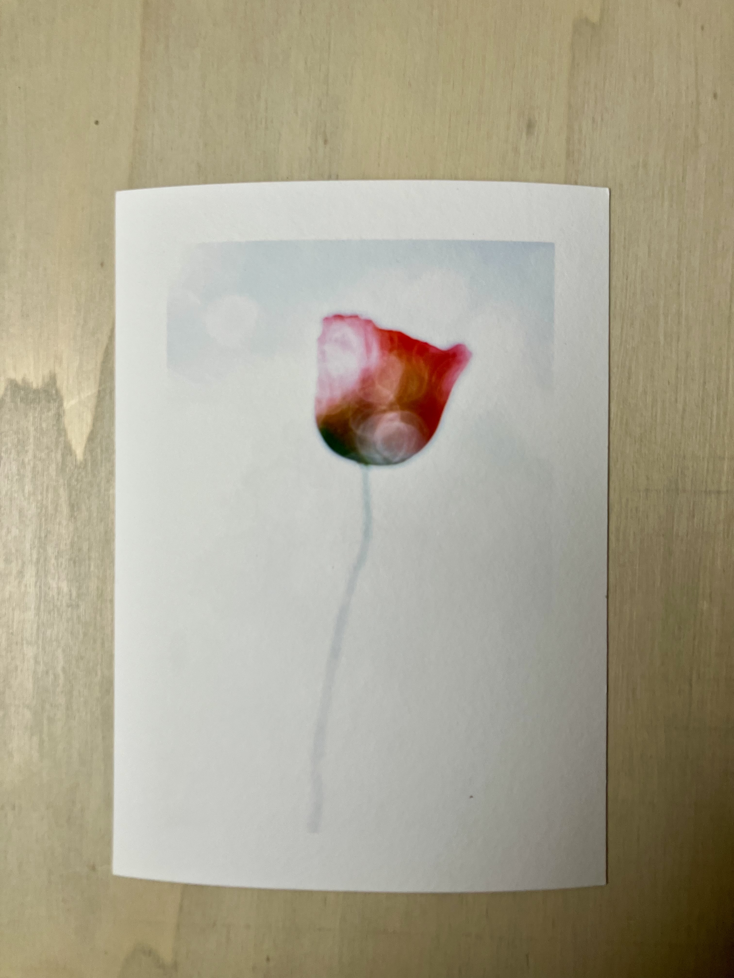 Un jour un coquelicot