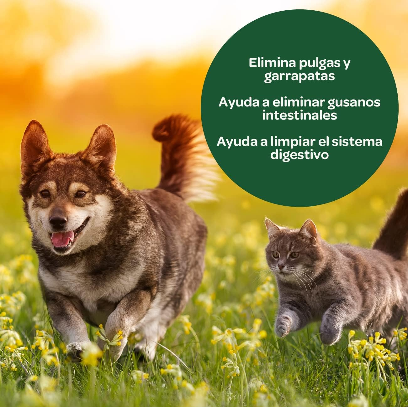 Tierra diatomea molida Natural, múltiples usos, Tratamiento eficaz contra Insectos y Fertilizante Natural