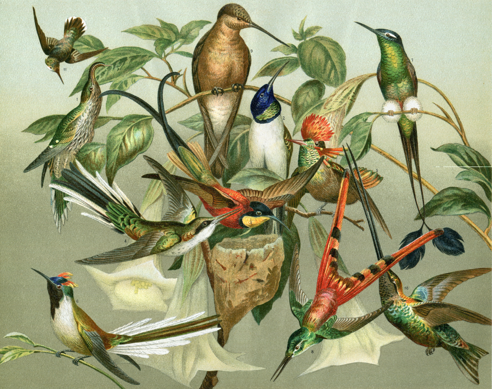 Colibries Print
