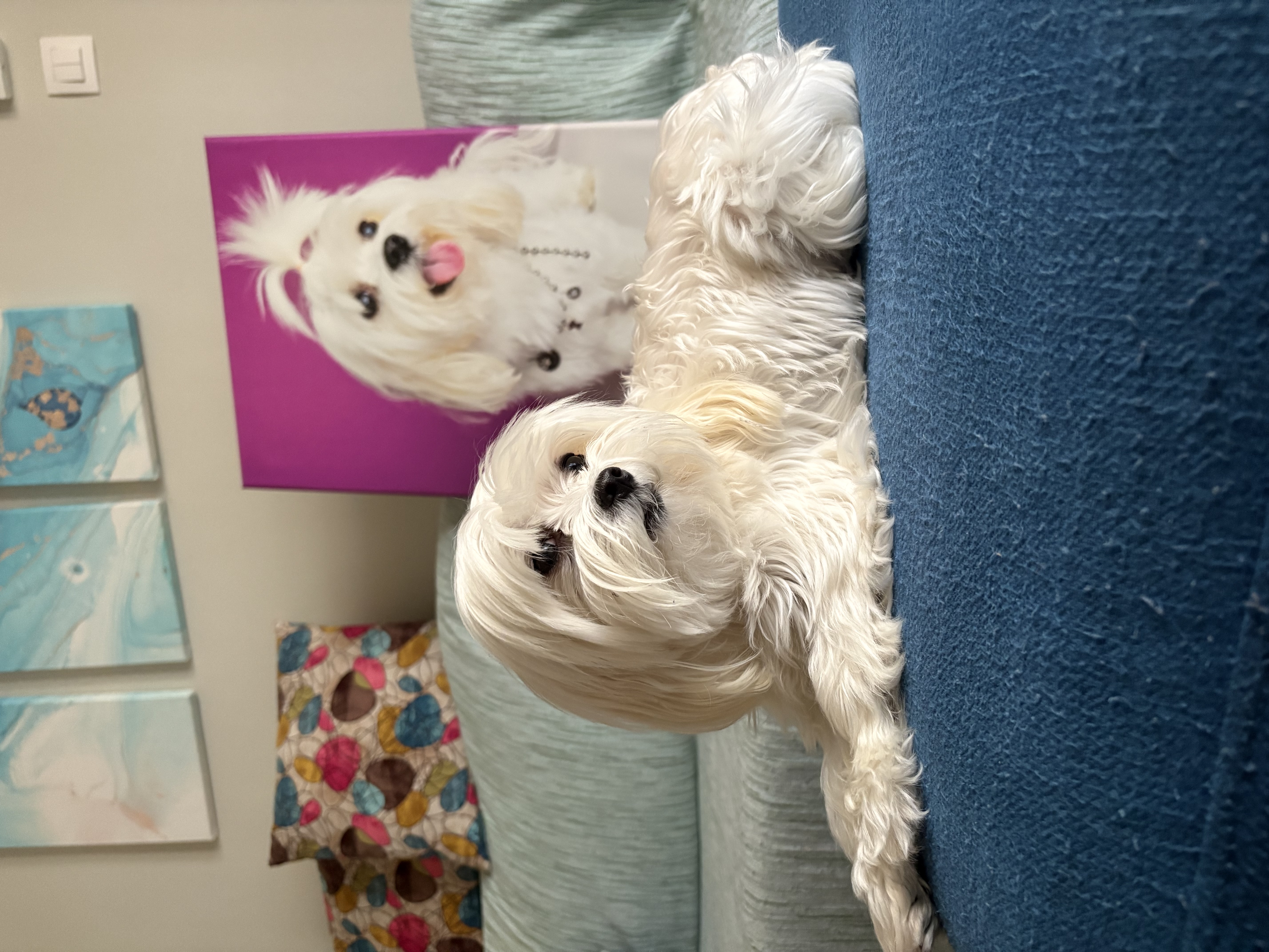  Studio φωτογράφιση του κατοικιδίου σου και καμβά 50Χ70 μόνο 55€