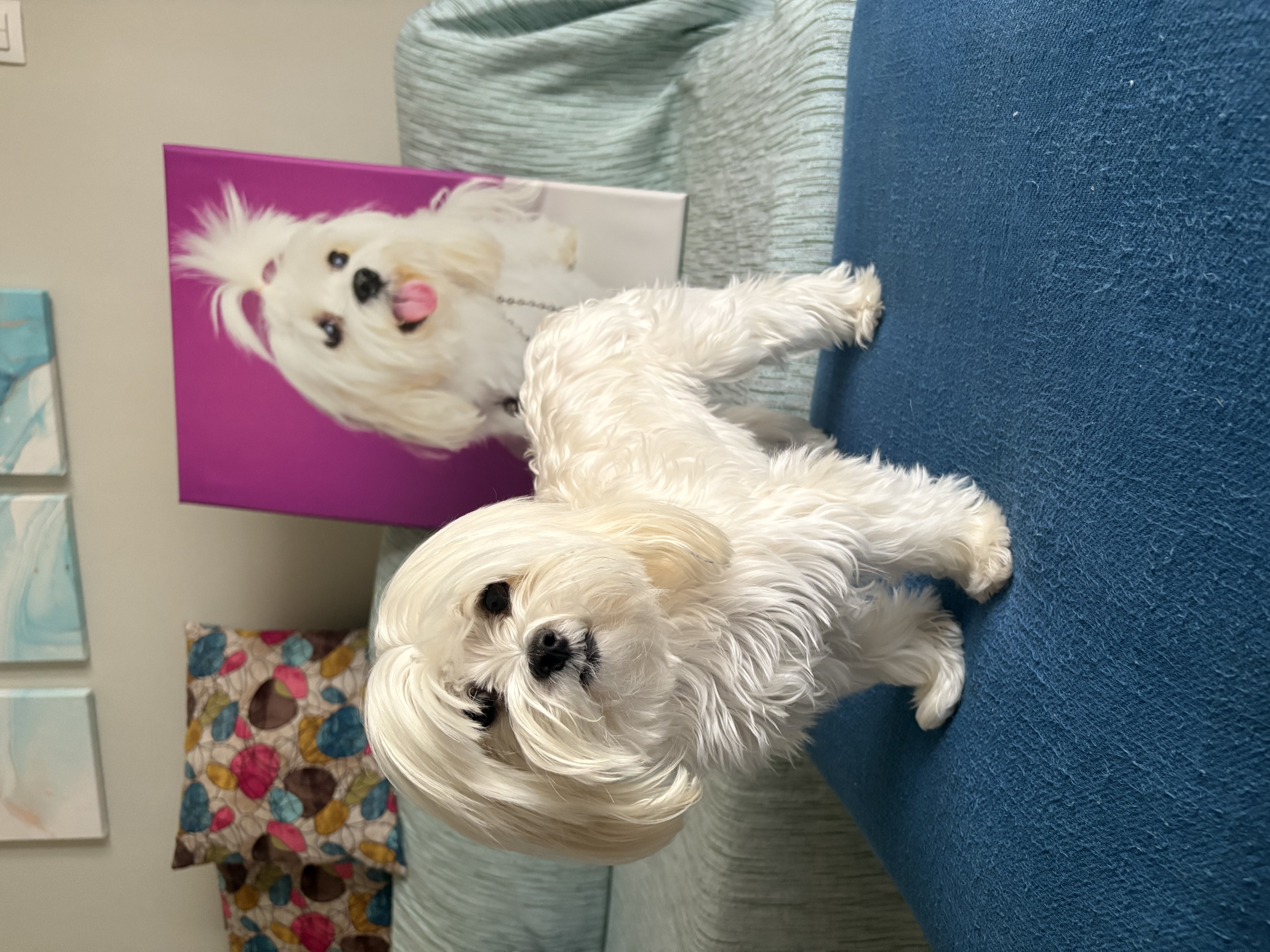  Studio φωτογράφιση του κατοικιδίου σου και καμβά 50Χ70 μόνο 55€