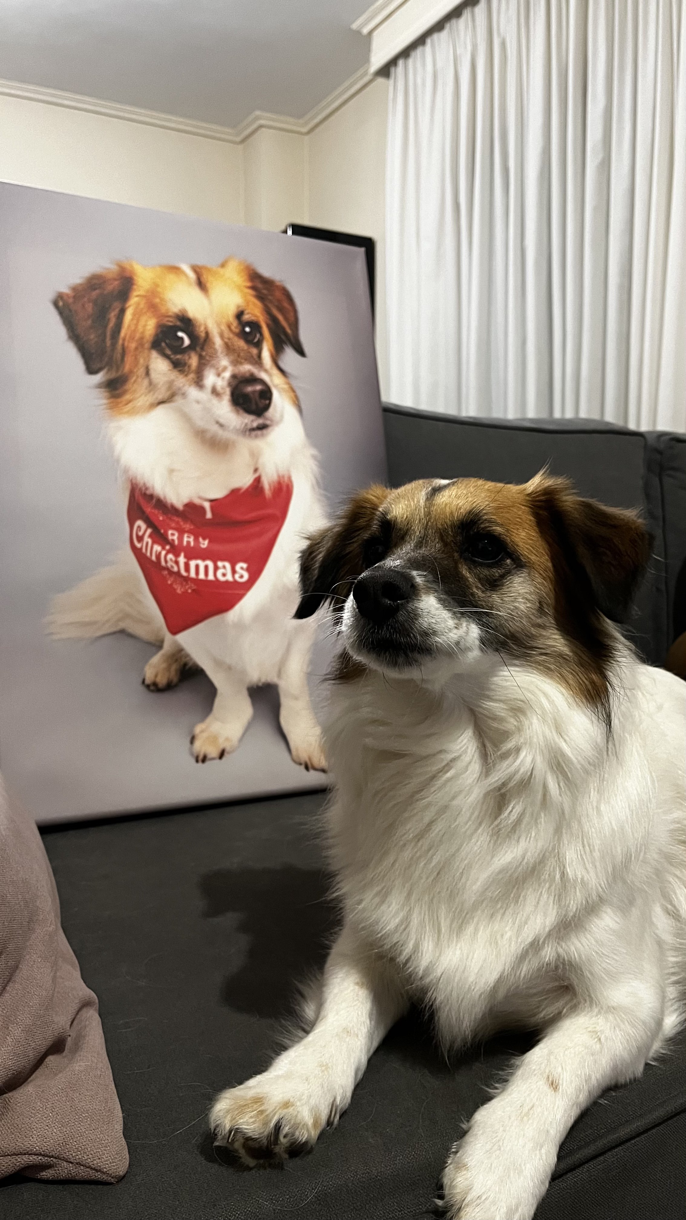  Studio φωτογράφιση του κατοικιδίου σου και καμβά 50Χ70 μόνο 55€