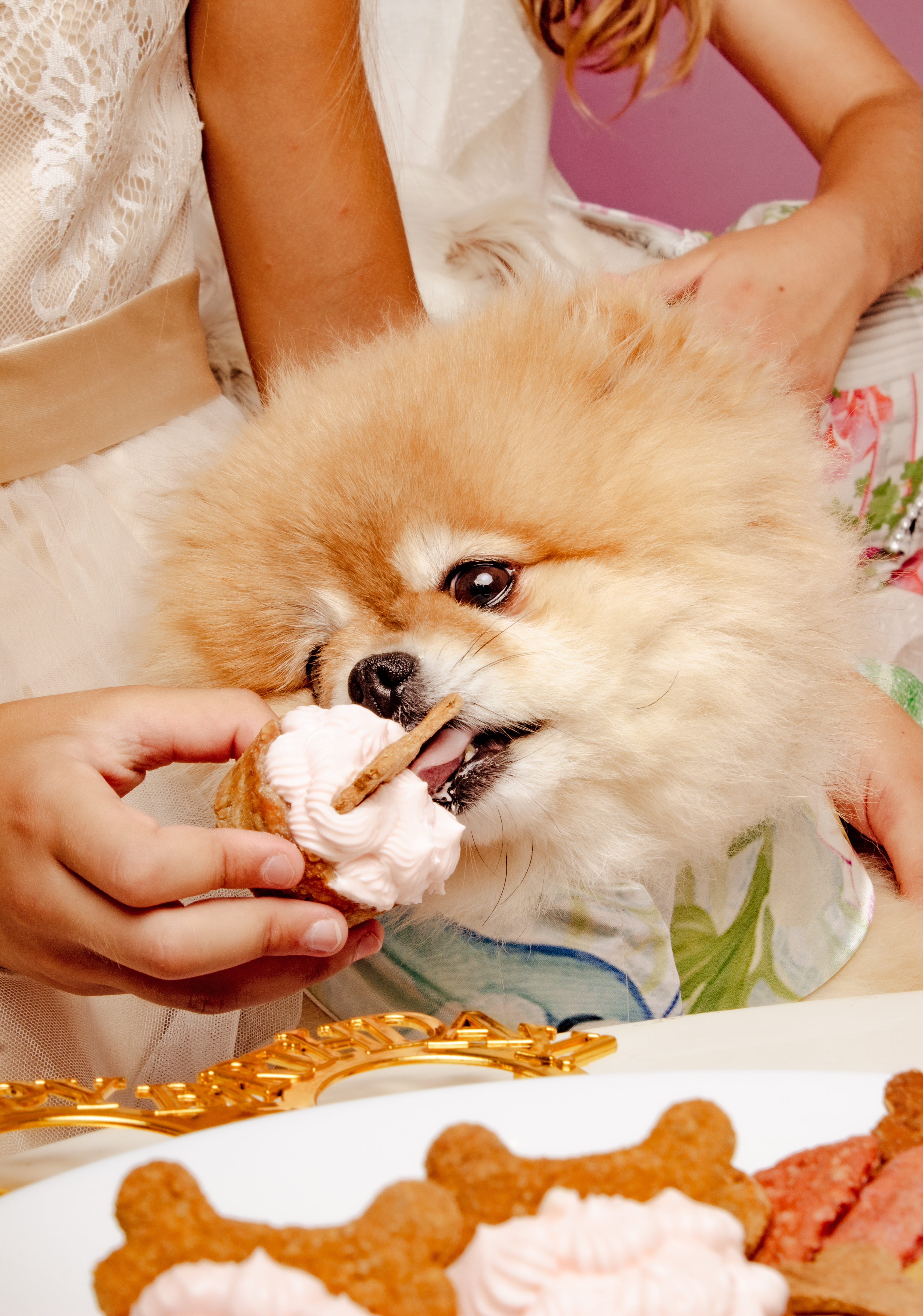 Γιόρτασε τα γενέθλια του τετράποδου φίλου σου στο Studio Yuki pet photography 