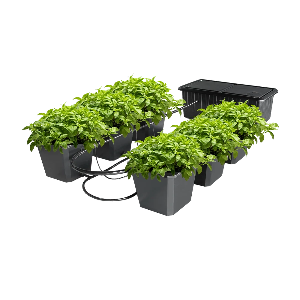 Bubble Flow Buckets Hydroponic Grow System