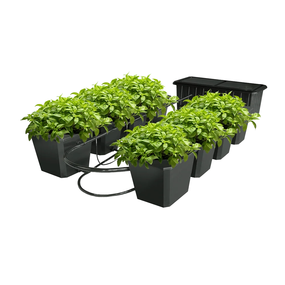 Bubble Flow Buckets Hydroponic Grow System