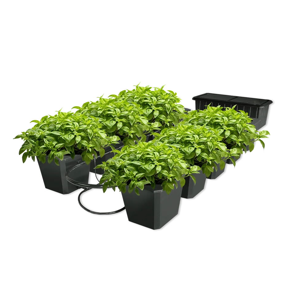 Bubble Flow Buckets Hydroponic Grow System