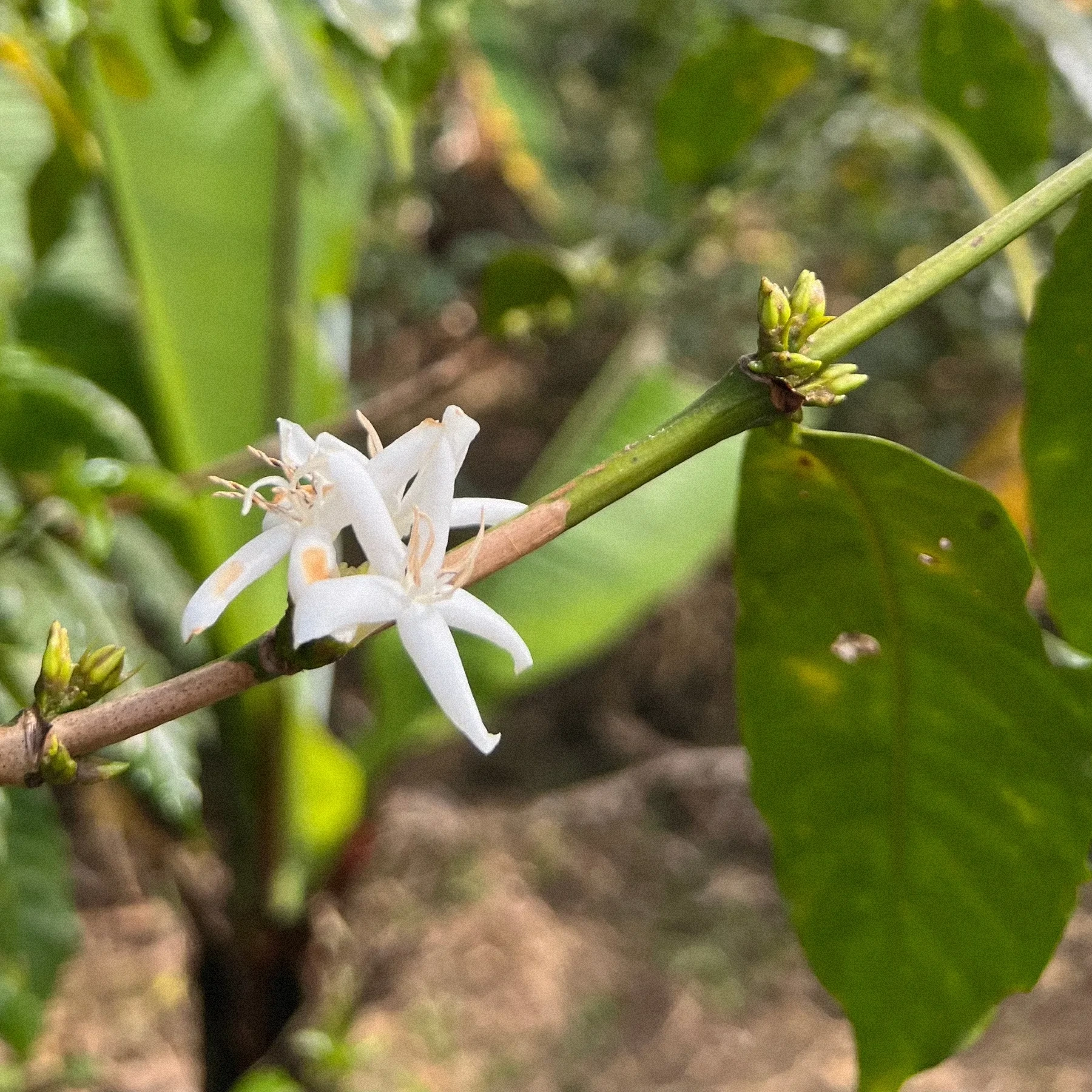 ETHIOPIA - KURUME, WOLESHU ⁄ NATURAL