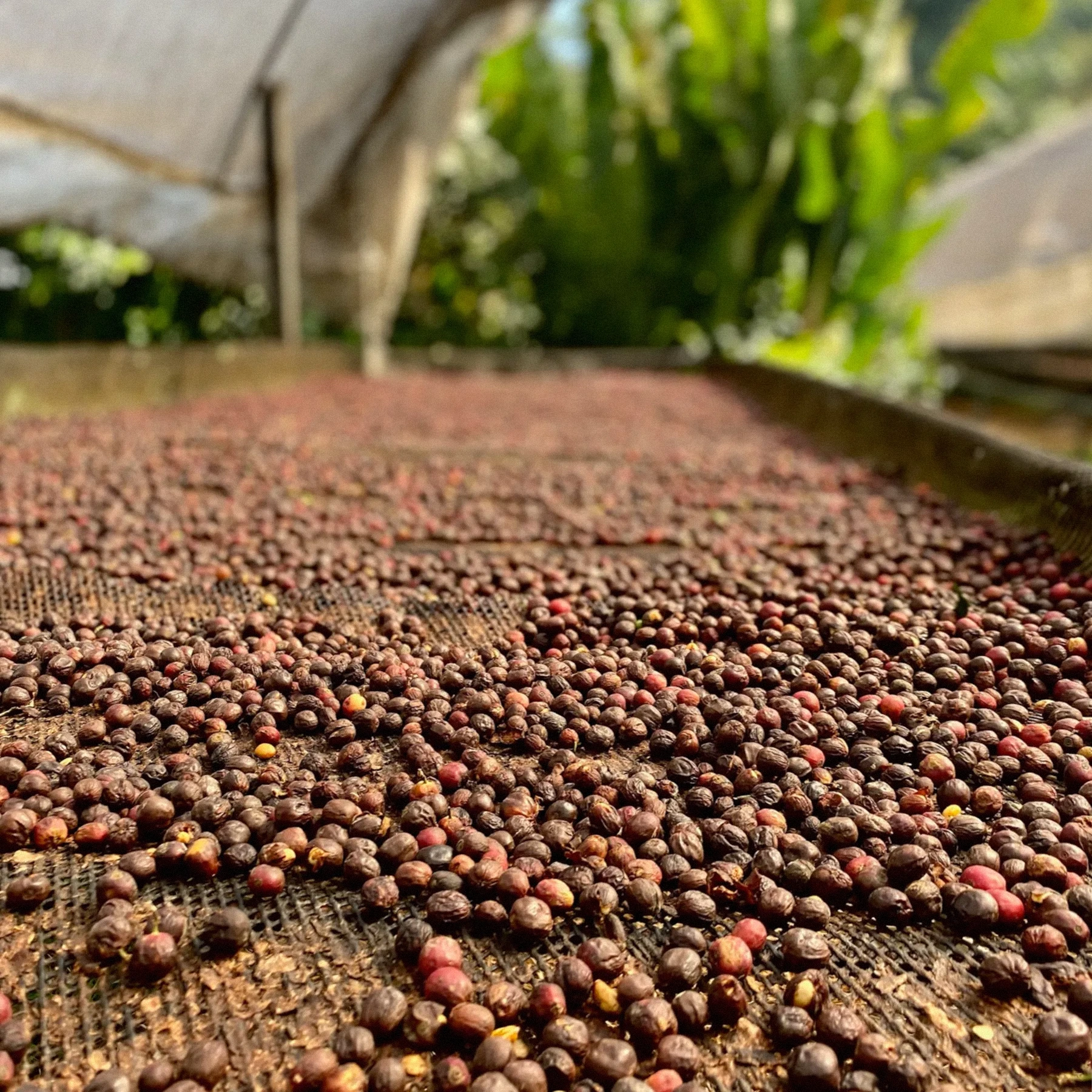COSTA RICA - CATUAI ⁄ SEALED HONEY