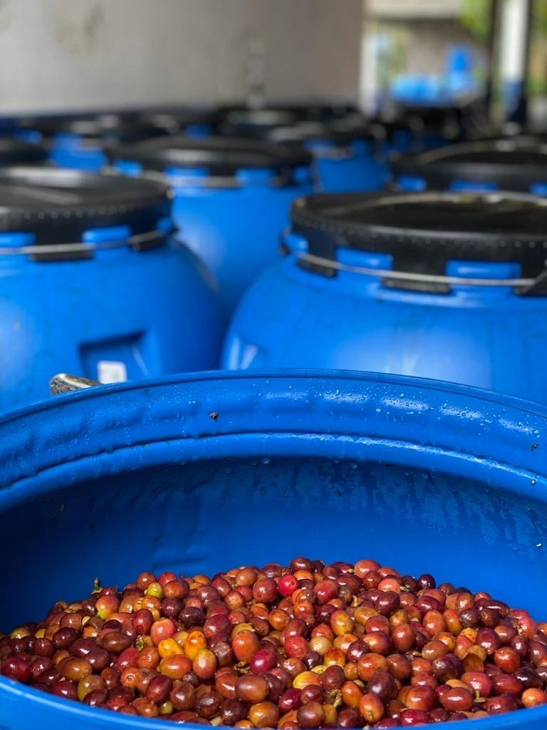 COLOMBIA – SIDRA ⁄ BLACK HONEY