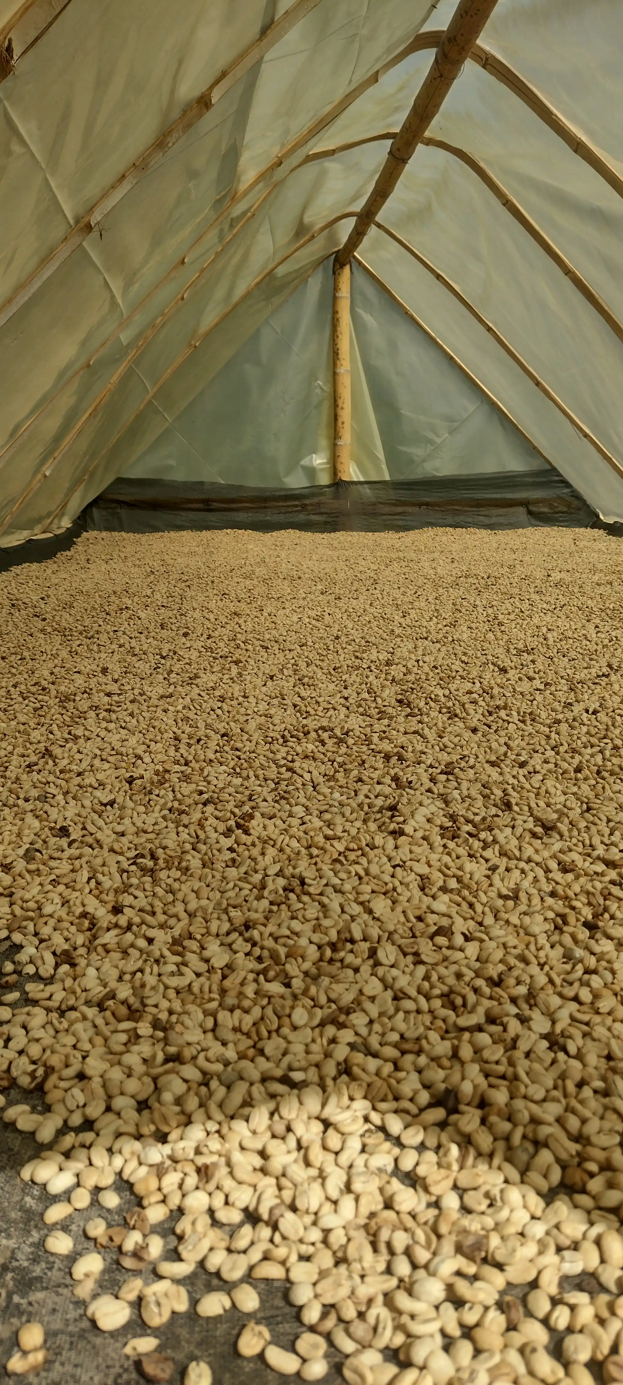 COLOMBIA – CASTILLO ⁄ CO-FERMENTED