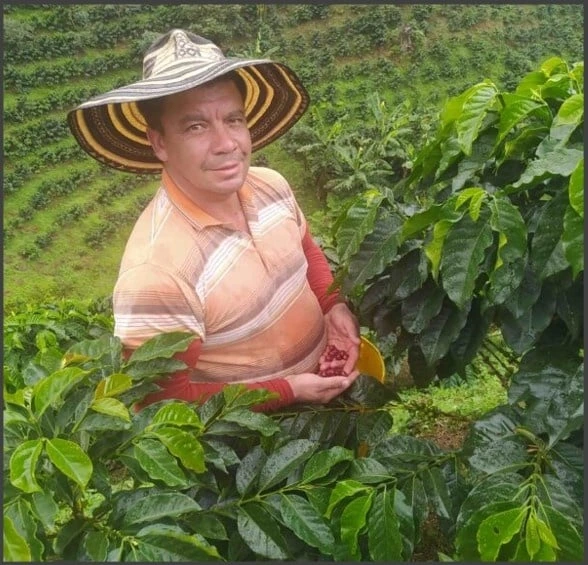 COLOMBIA - CRENICAFE ⁄ ANAEROBIC