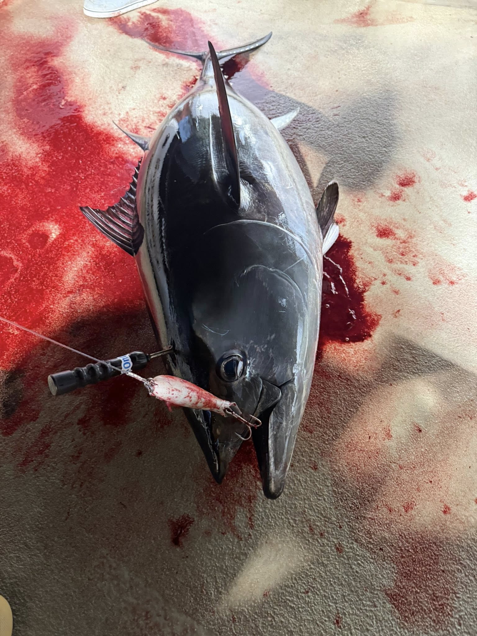 Stoopid Bomb - CUSTOM ORDER - CONTACT TO ORDER