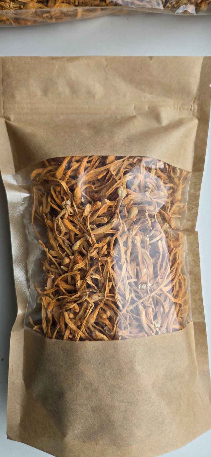 Cordyceps militaris