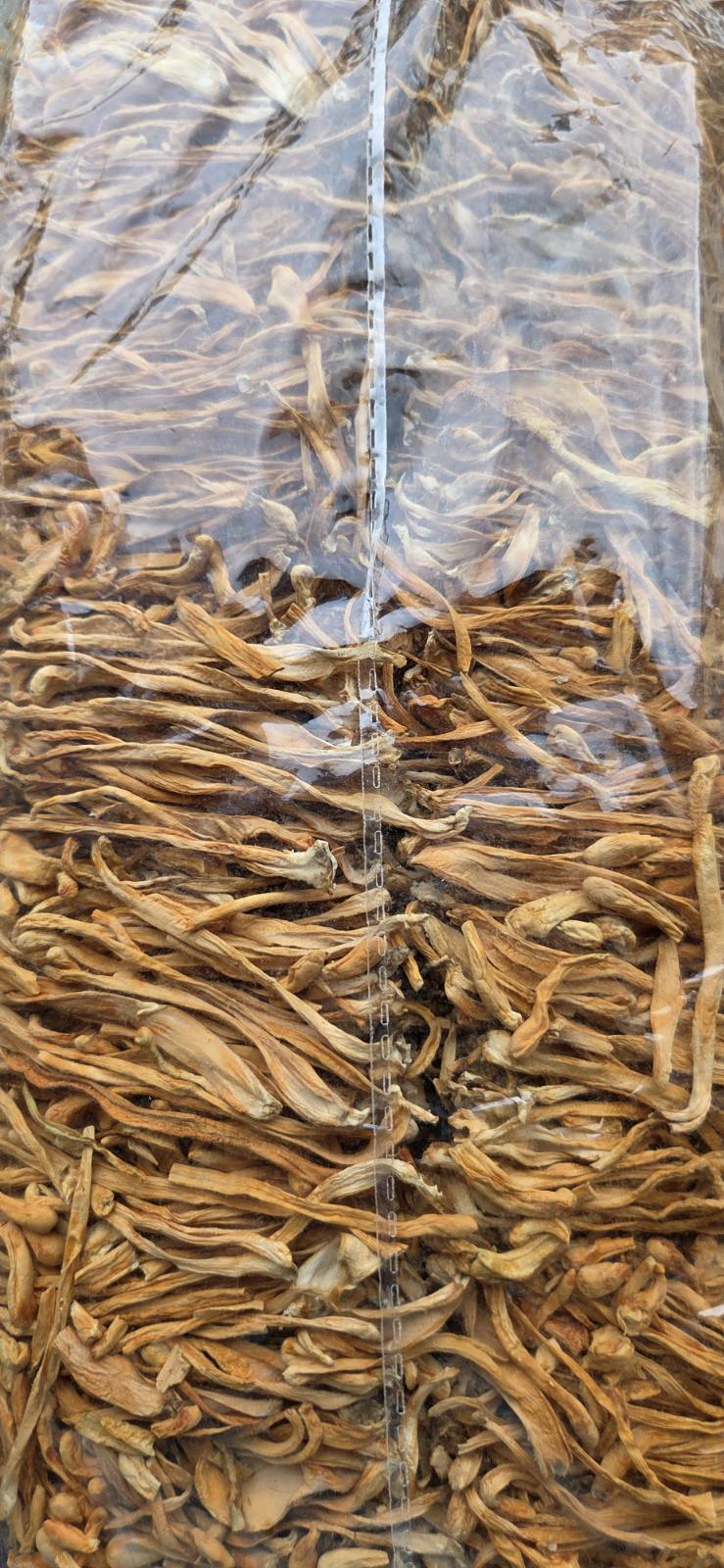 Cordyceps militaris