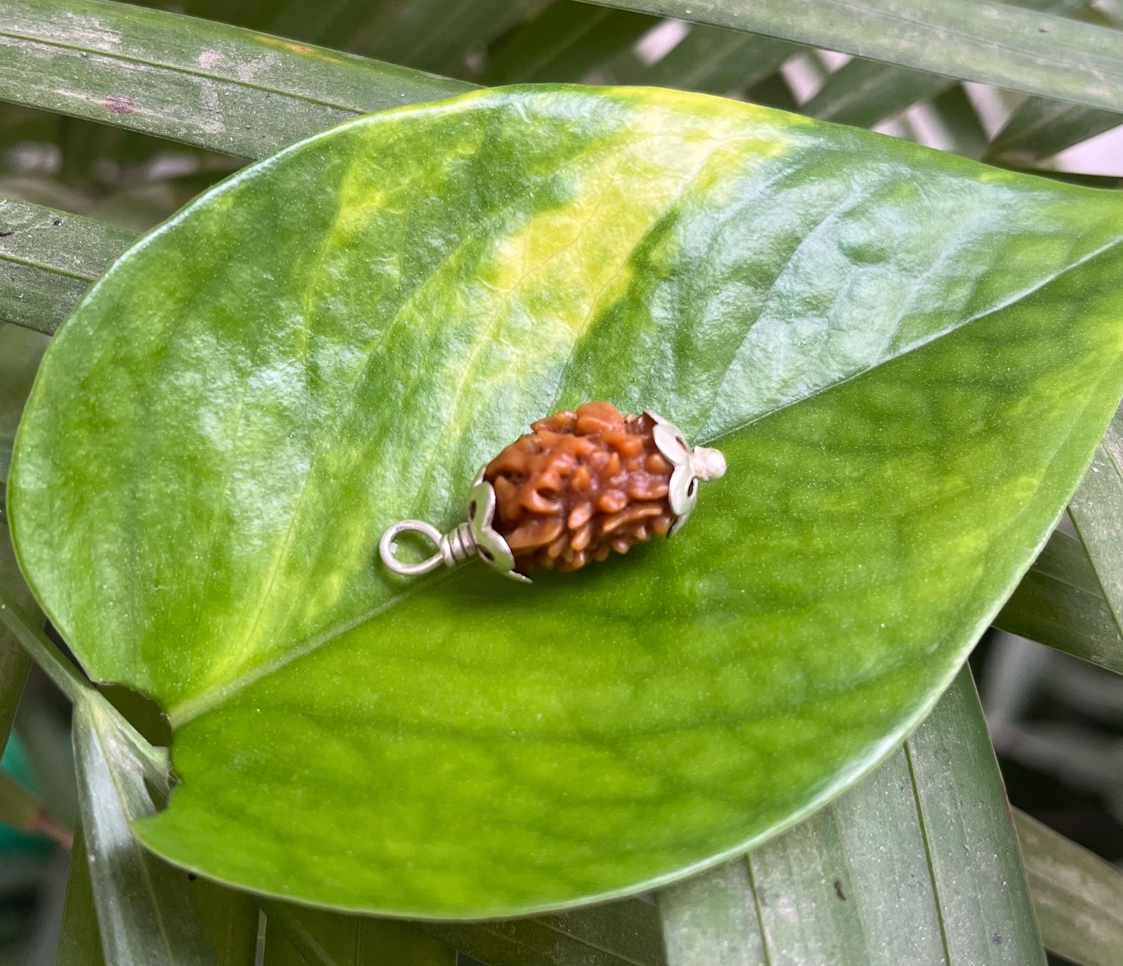 2 Mukhi Rudraksha