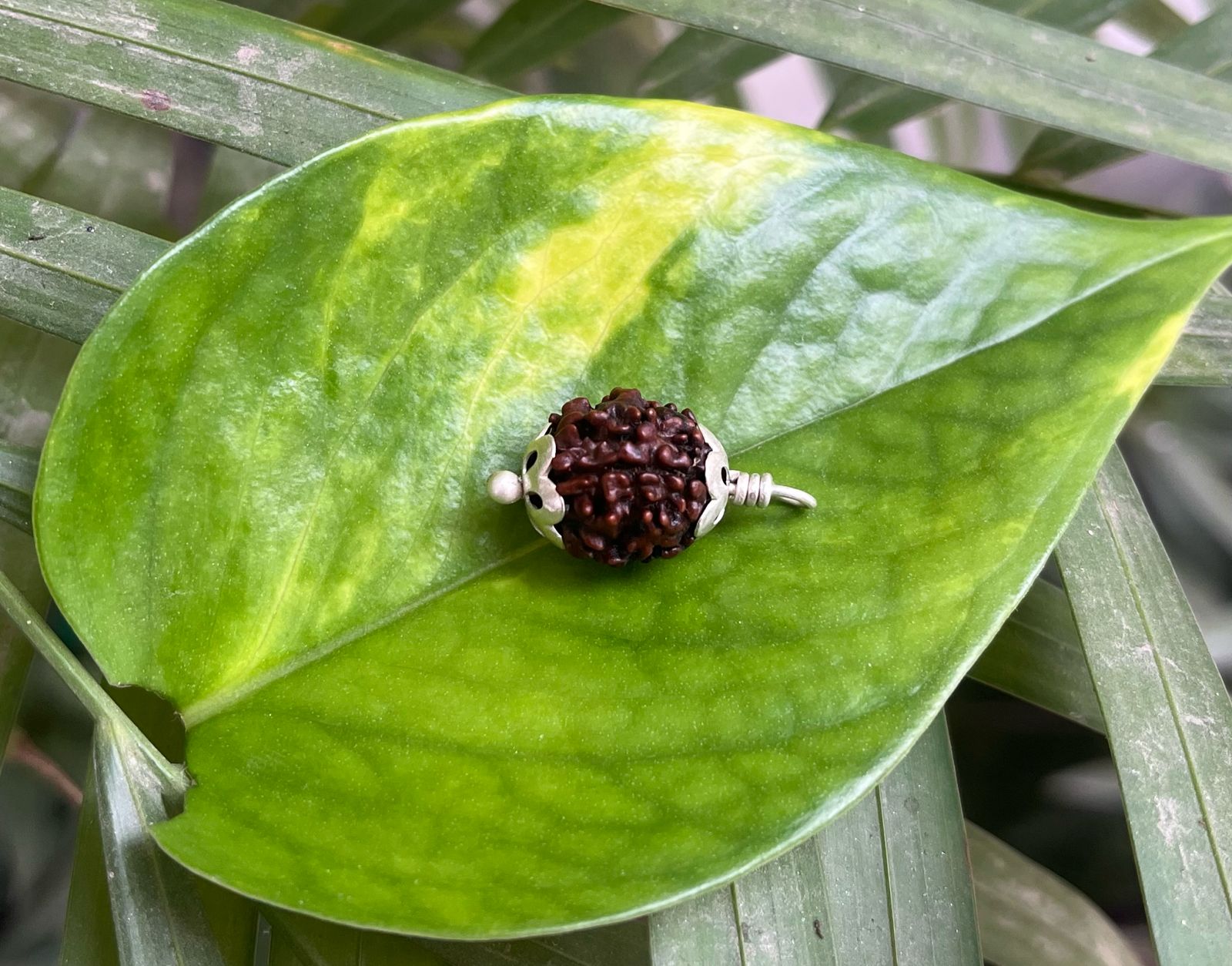 3 Mukhi Rudraksha