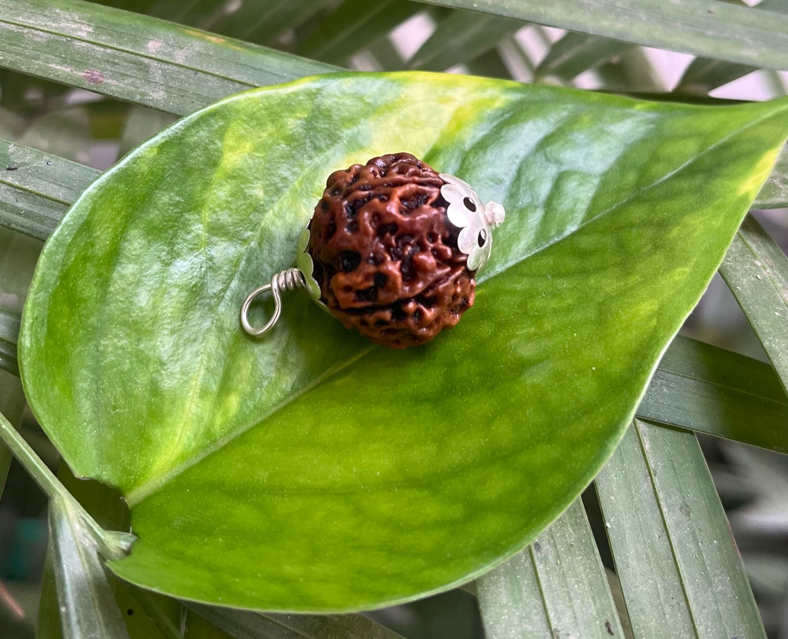 5 मुखी रुद्राक्ष – 5 Mukhi Rudraksha