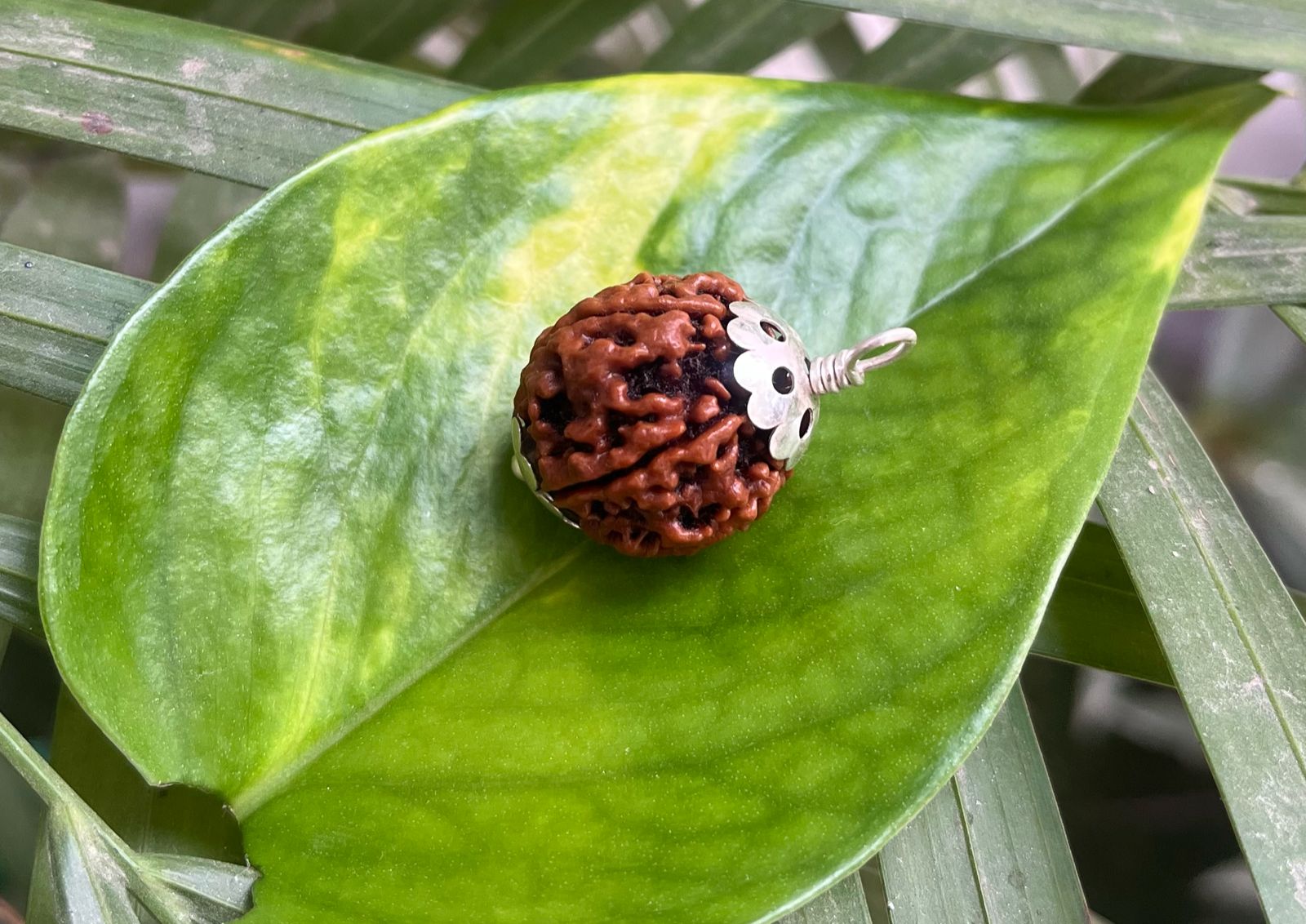 6 मुखी रुद्राक्ष – 6 Mukhi Rudraksha