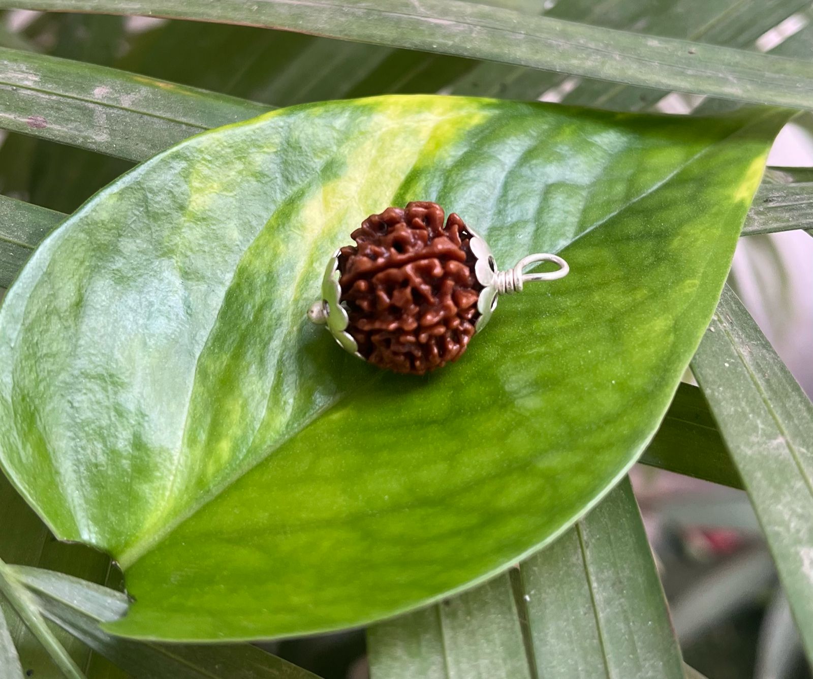7 मुखी रुद्राक्ष – 7 Mukhi Rudraksha