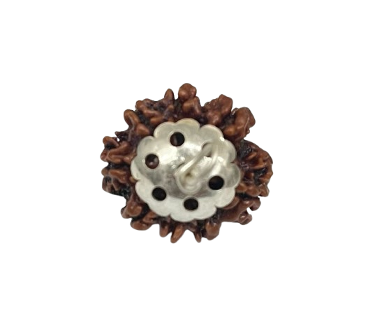 8 मुखी रुद्राक्ष – 8 Mukhi Rudraksha 
