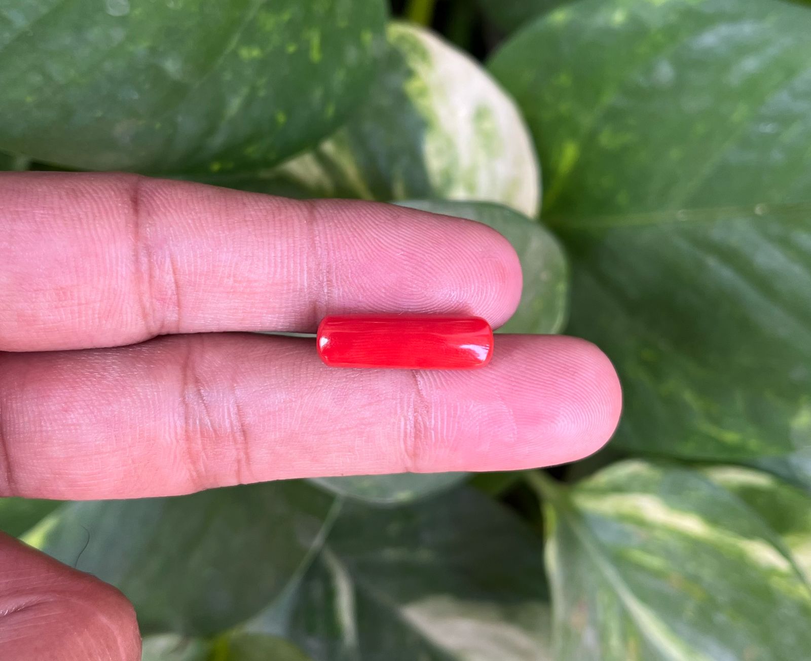 Coral-मूंगा (मंगल देव रत्न)