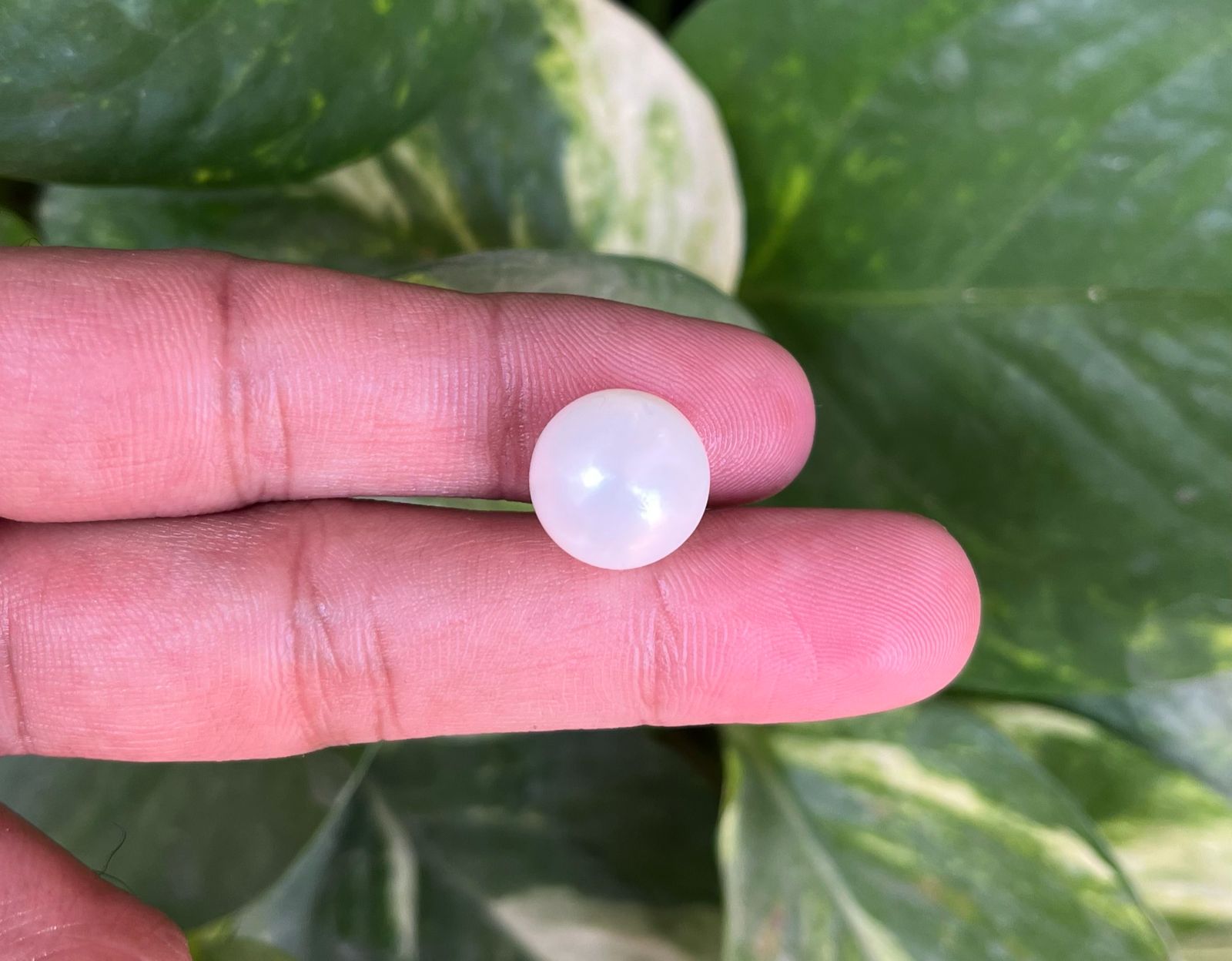 Pearl-मोती (चंद्र देव रत्न)