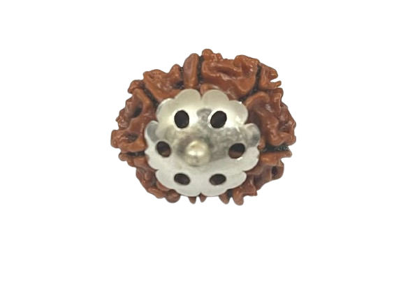 9 मुखी रुद्राक्ष – 9 Mukhi Rudraksha 