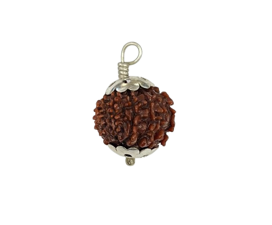 12 मुखी रुद्राक्ष – 12 Mukhi Rudraksha 