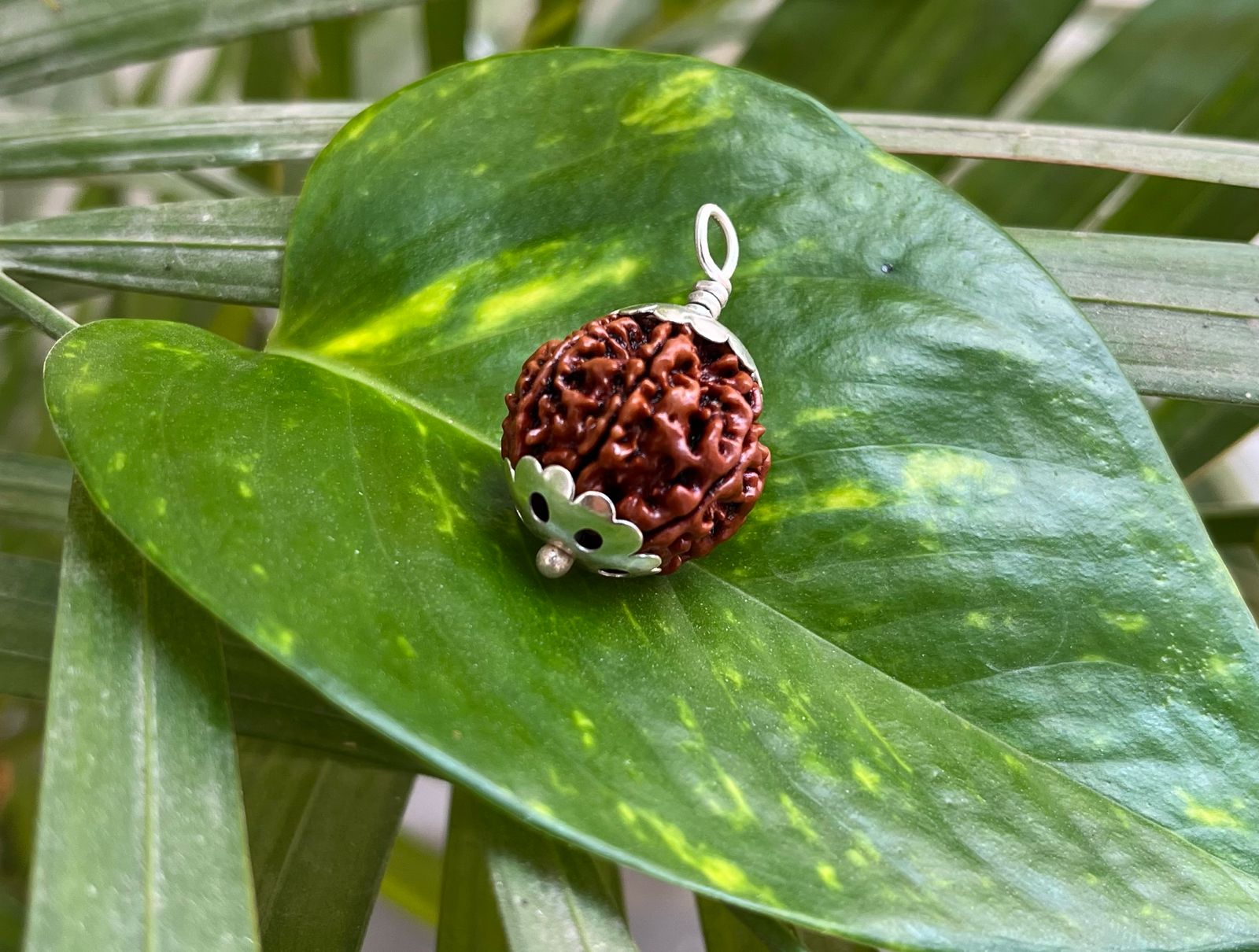 8 मुखी रुद्राक्ष – 8 Mukhi Rudraksha