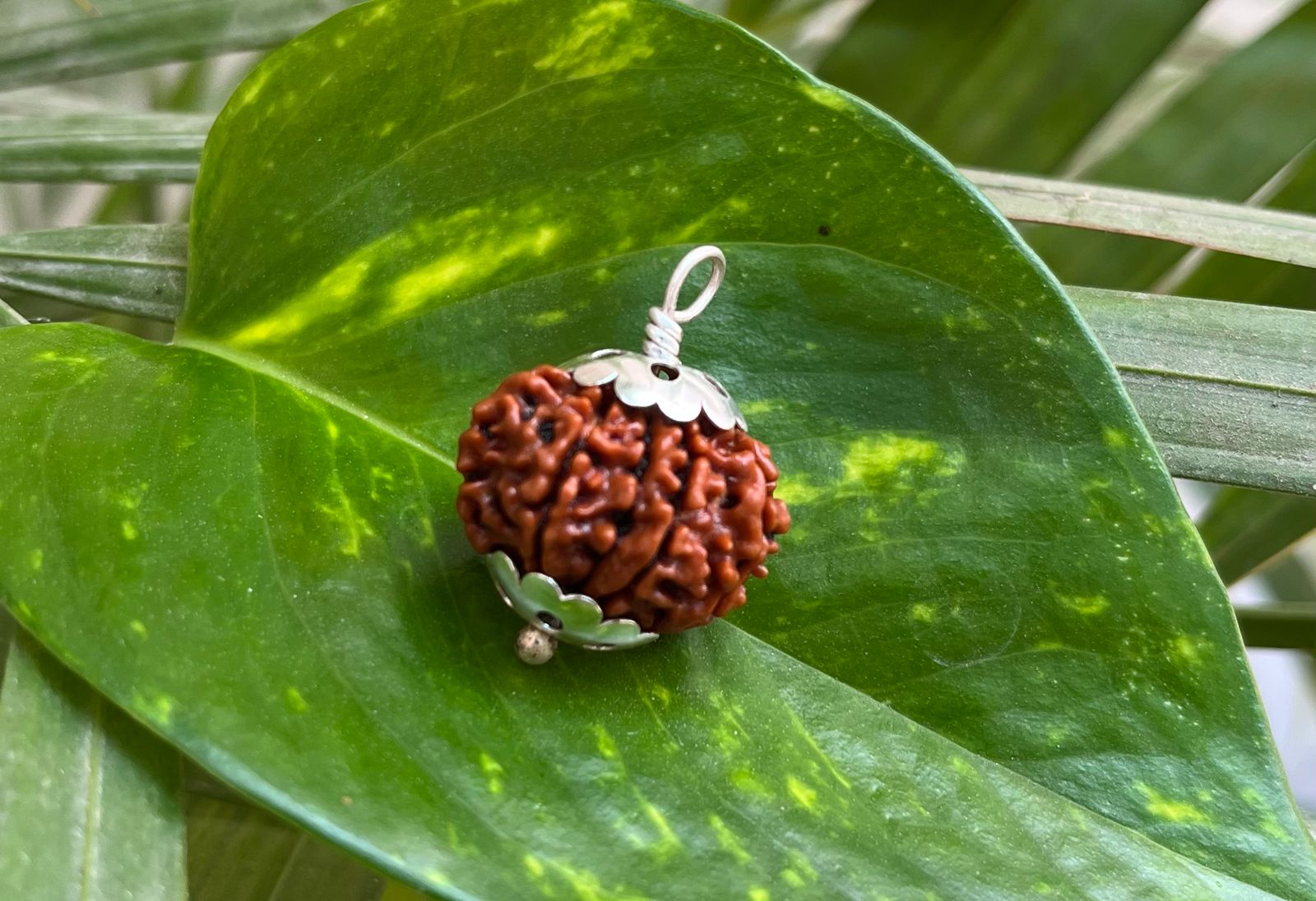9 मुखी रुद्राक्ष – 9 Mukhi Rudraksha