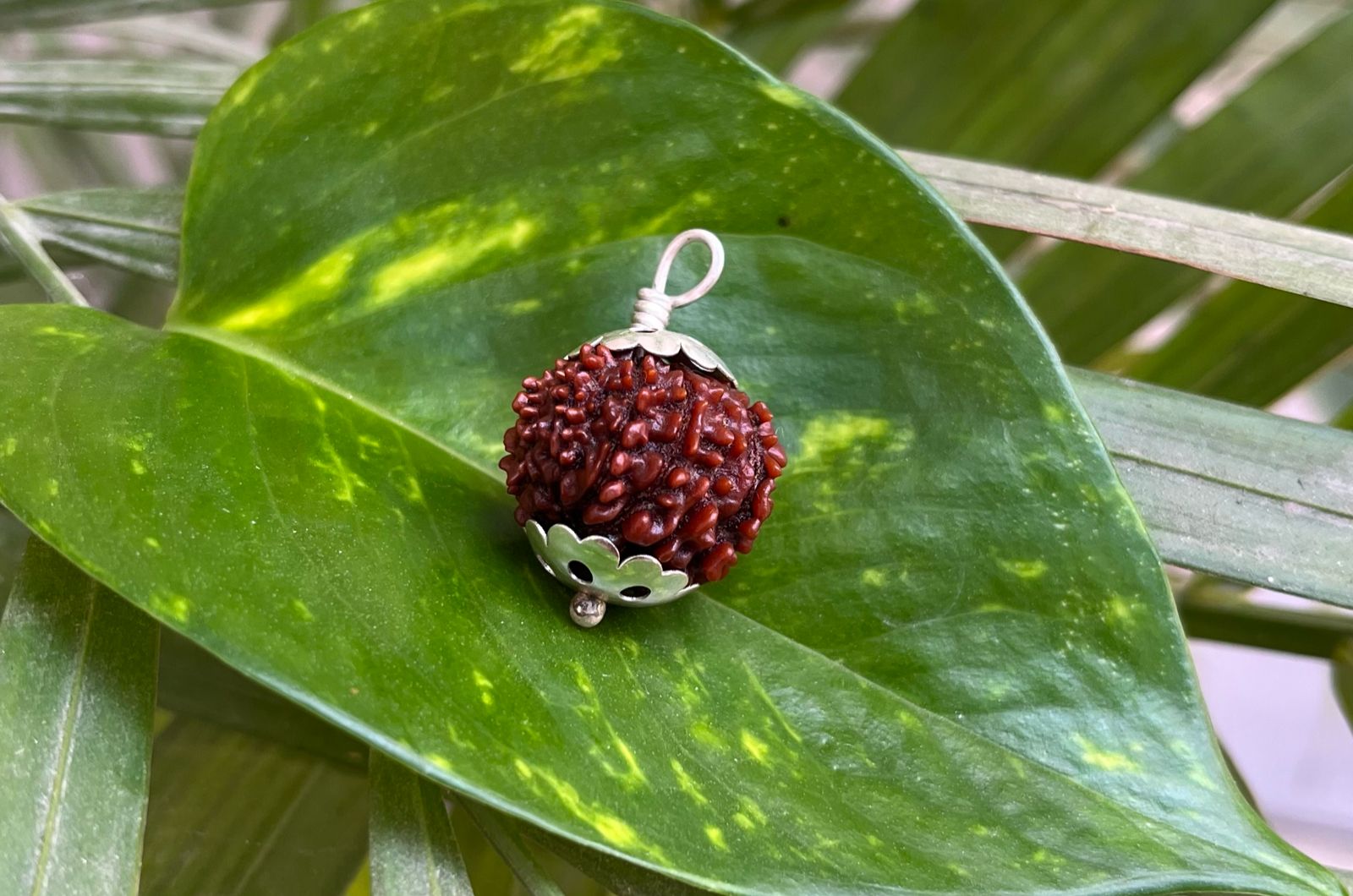 12 मुखी रुद्राक्ष – 12 Mukhi Rudraksha