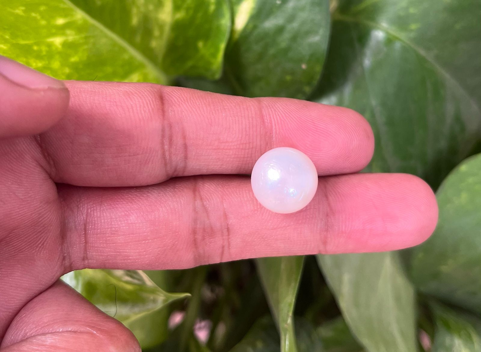 South Sea Pearl (चंद्र देव रत्न)