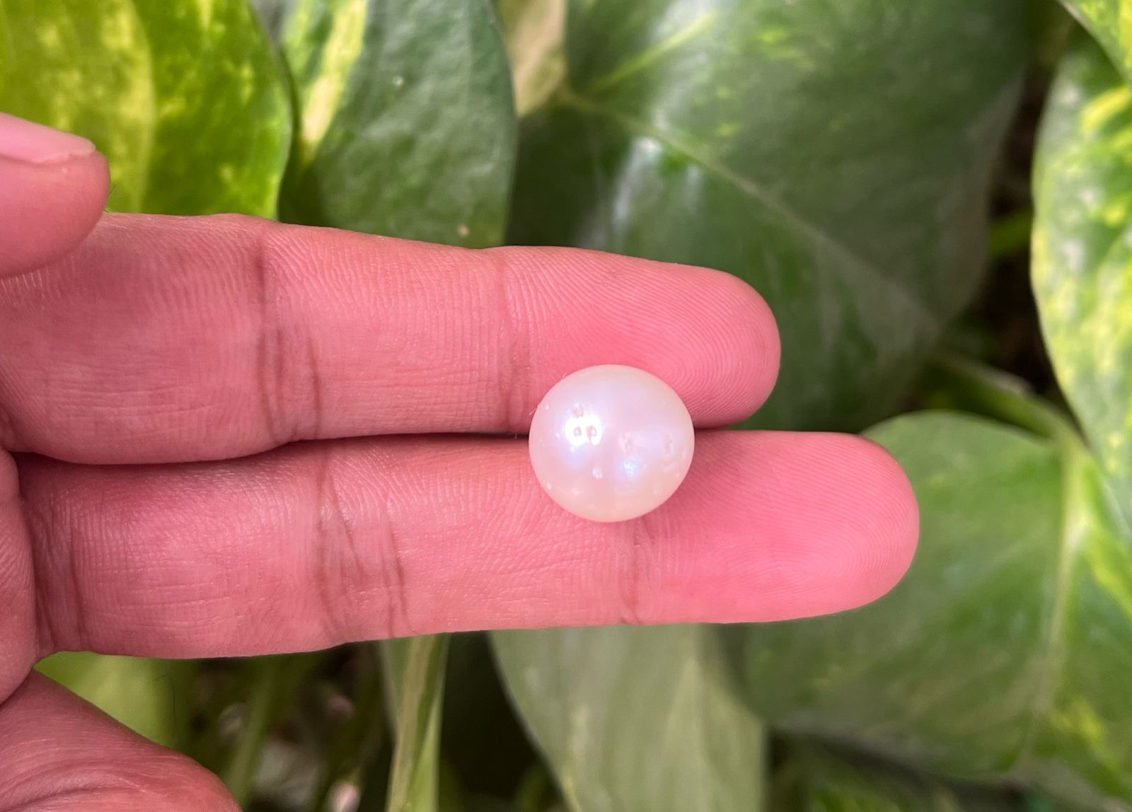 South Sea Pearl (चंद्र देव रत्न)