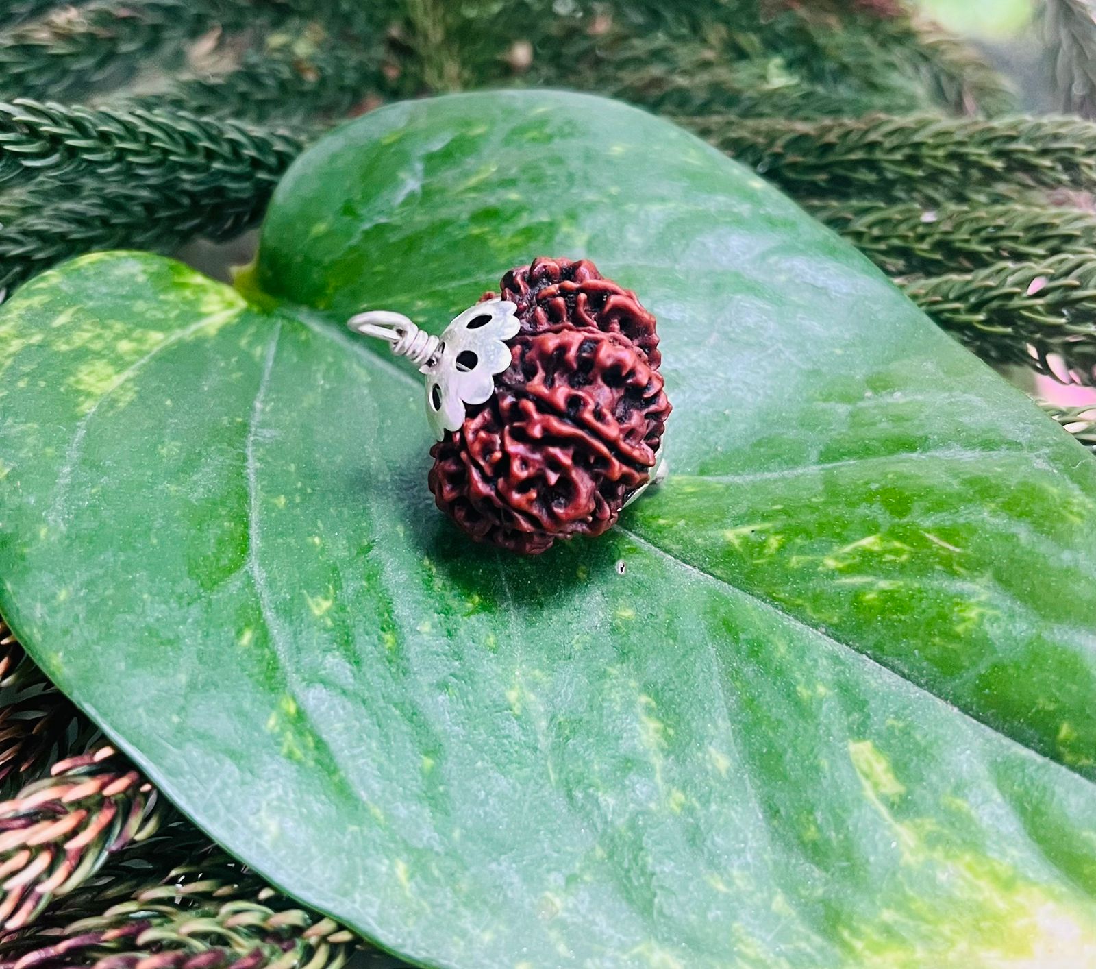 13 मुखी रुद्राक्ष पेंडेंट के साथ – 13 Mukhi Rudraksha