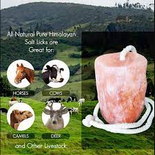Himalayan Natural Animal Licking Salt Mineral Rock,100% Natural Rock Salt [2 to 3 kg] one Piece