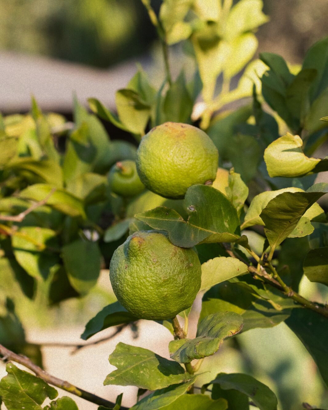A DAY FOR WOMEN IN MALLORCA